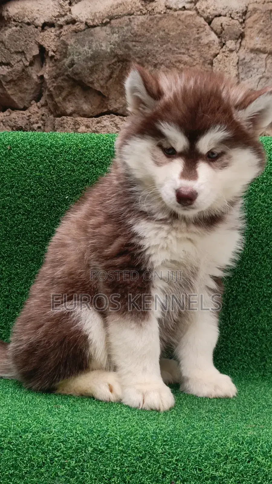 1-3 months Female Purebred Siberian Husky