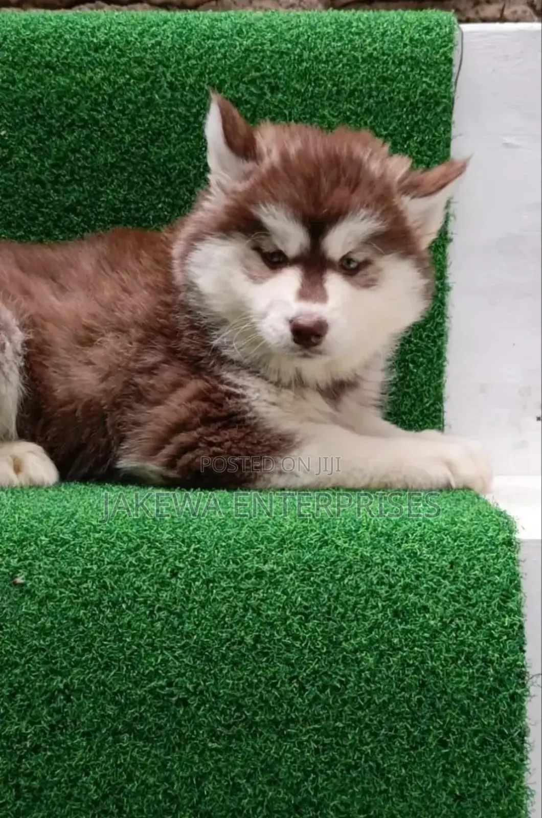 1-3 months Female Purebred Siberian Husky