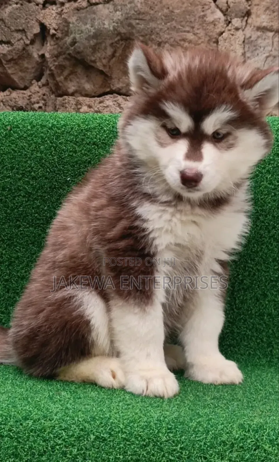 1-3 months Male Purebred Siberian Husky