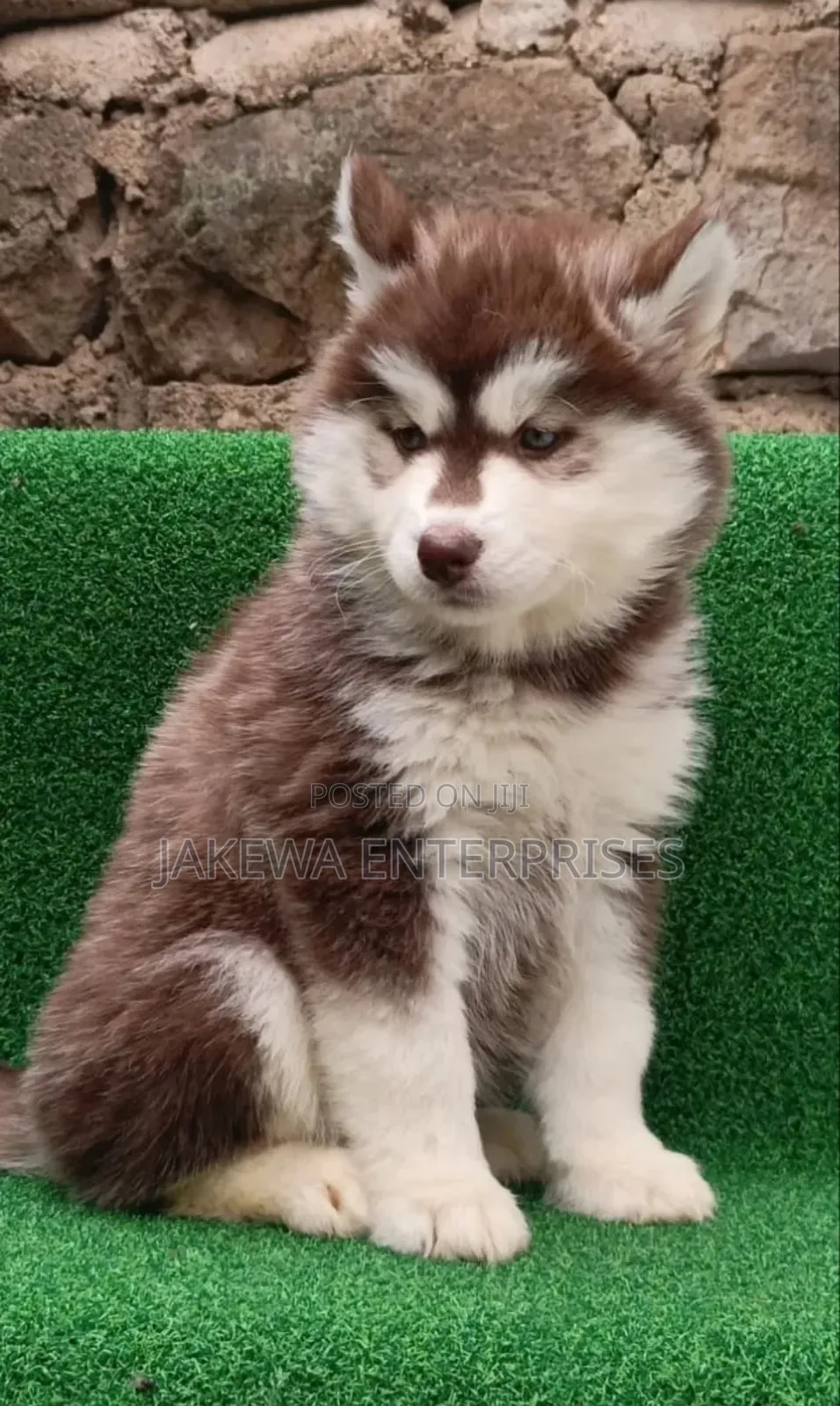 1-3 months Female Purebred Siberian Husky