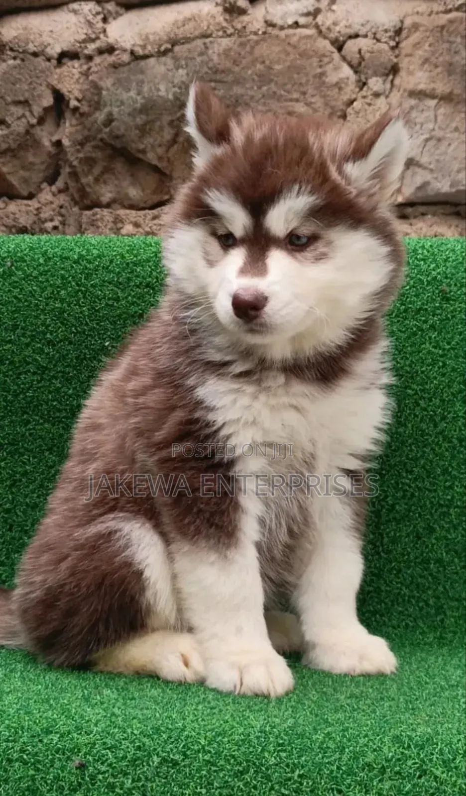 1-3 months Male Purebred Siberian Husky