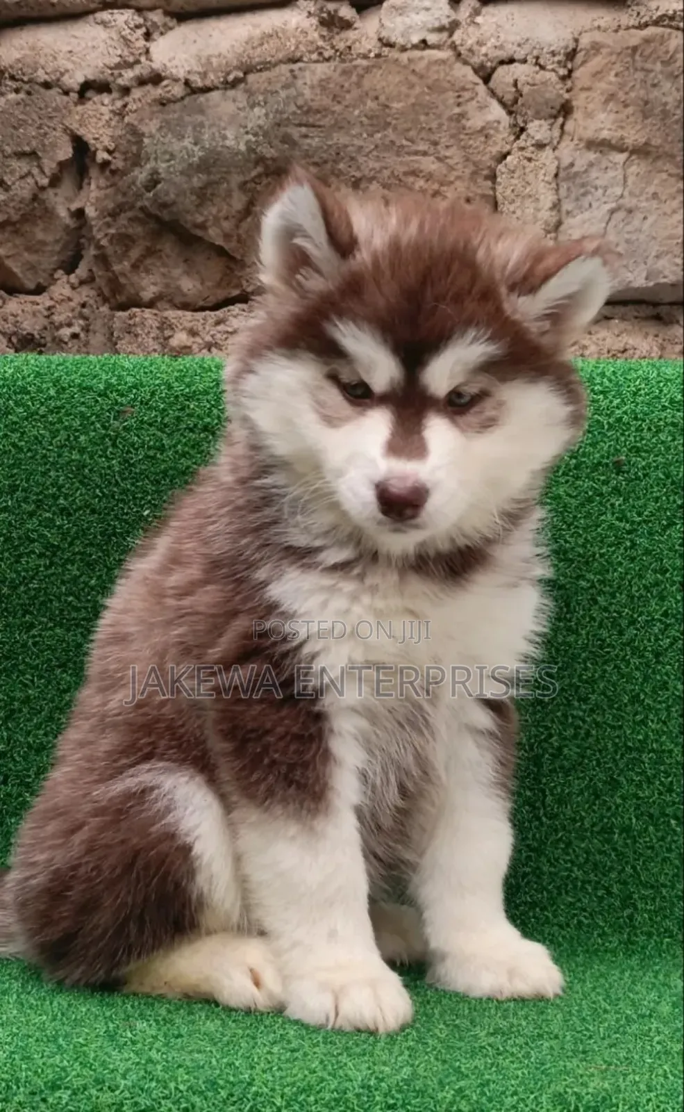 1-3 months Female Purebred Siberian Husky