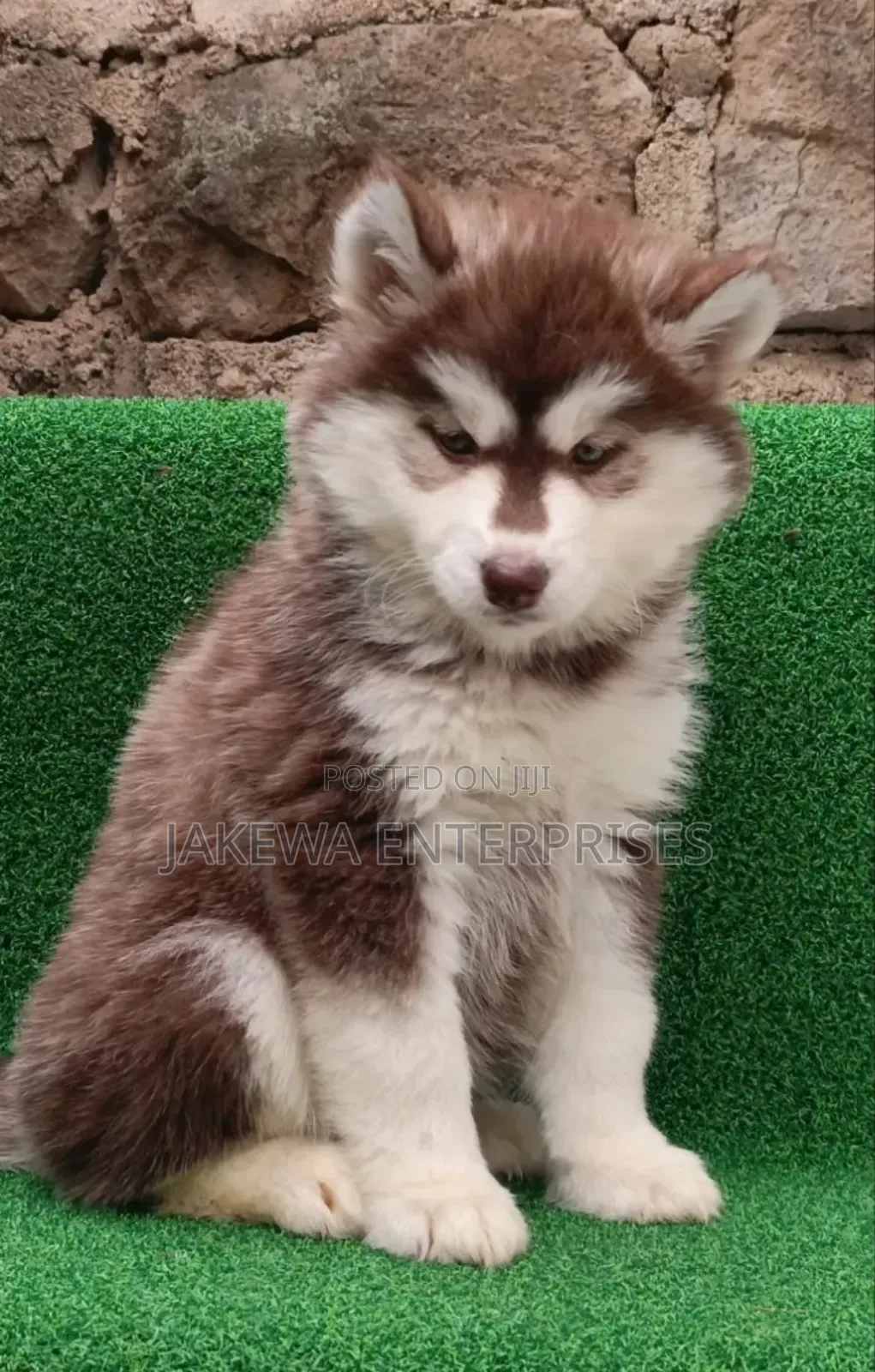 1-3 months Male Purebred Siberian Husky