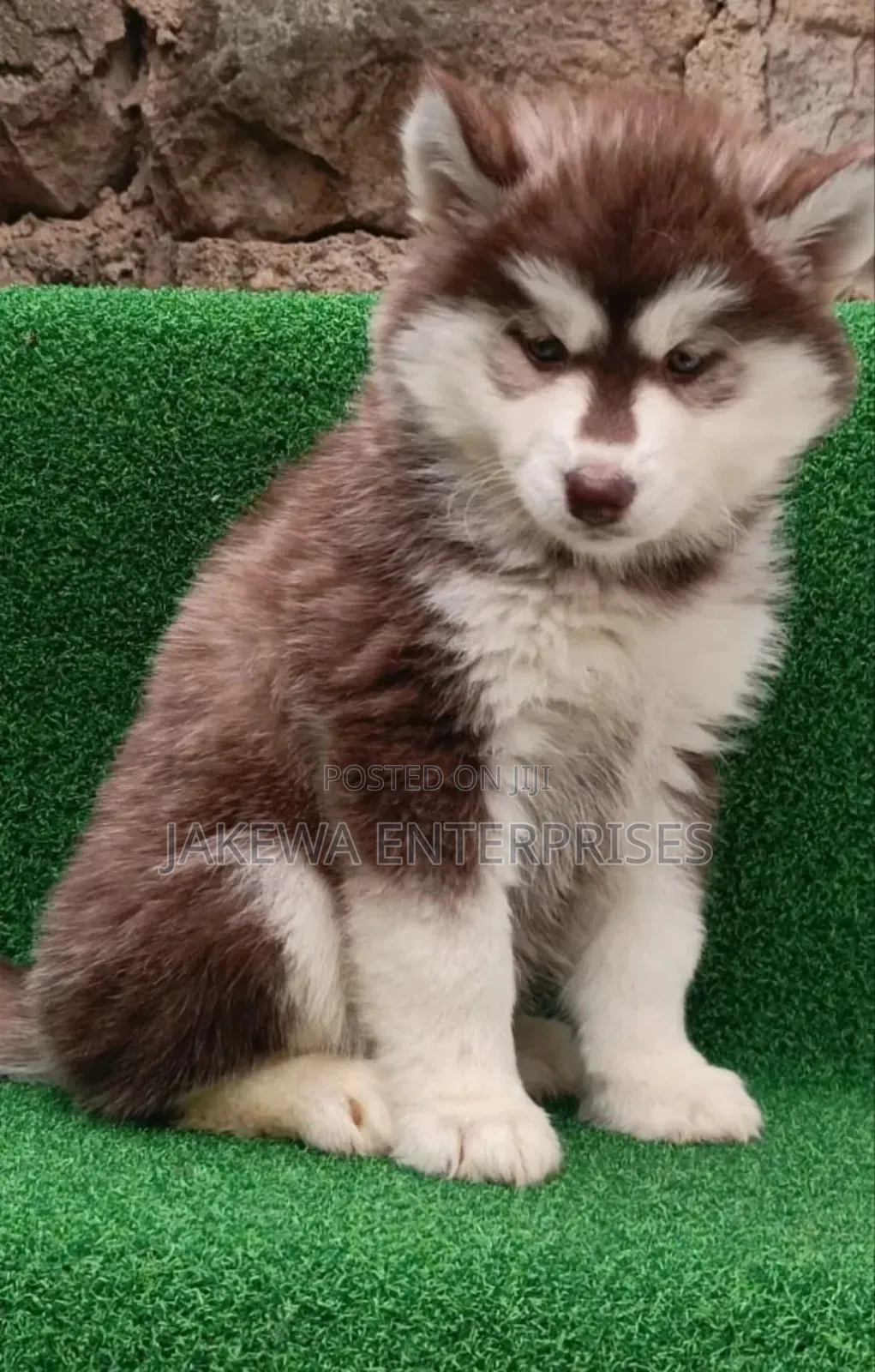 1-3 months Male Purebred Siberian Husky