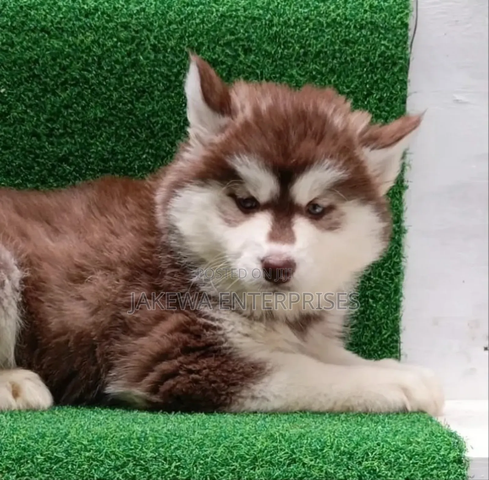 1-3 months Male Purebred Siberian Husky