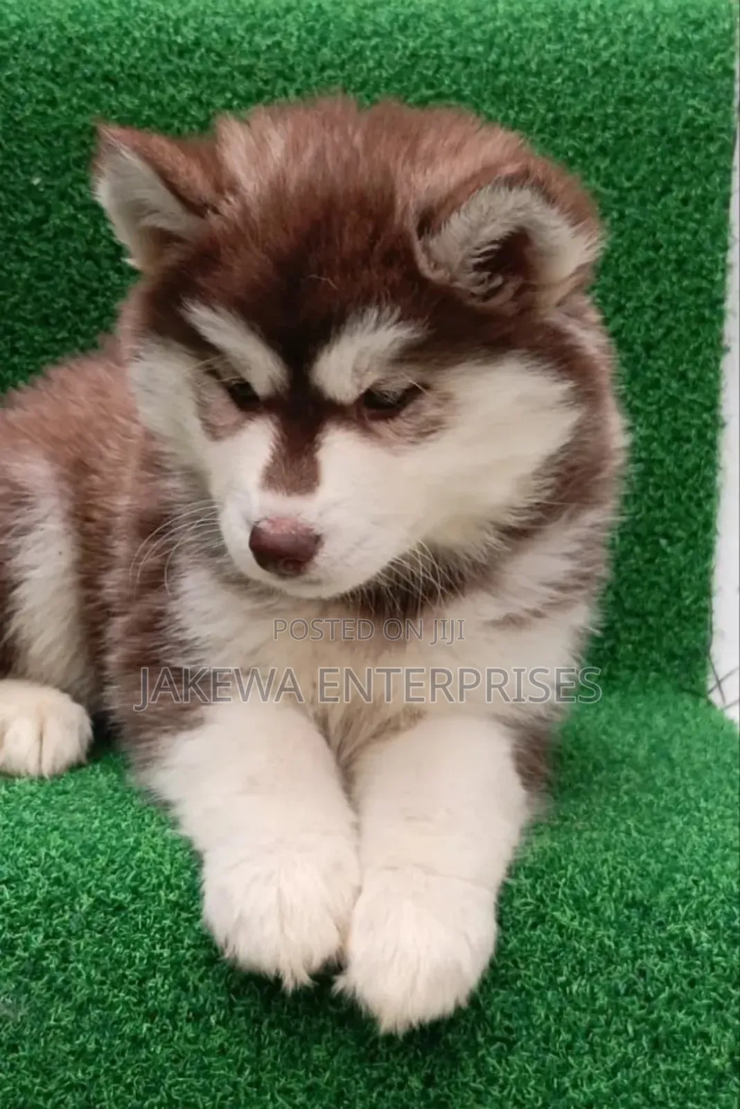 1-3 months Male Purebred Siberian Husky