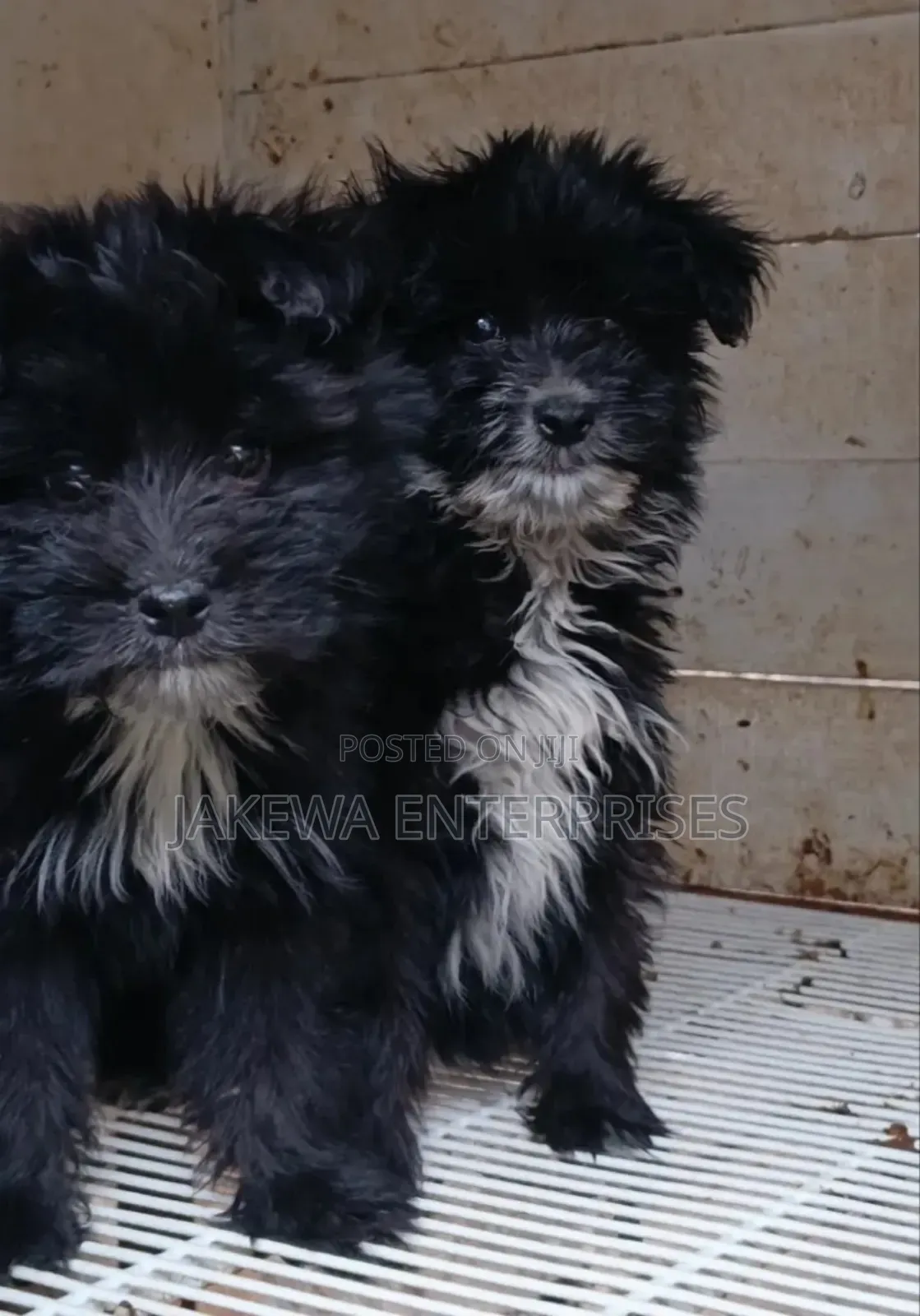 1-3 months Male Purebred Havanese