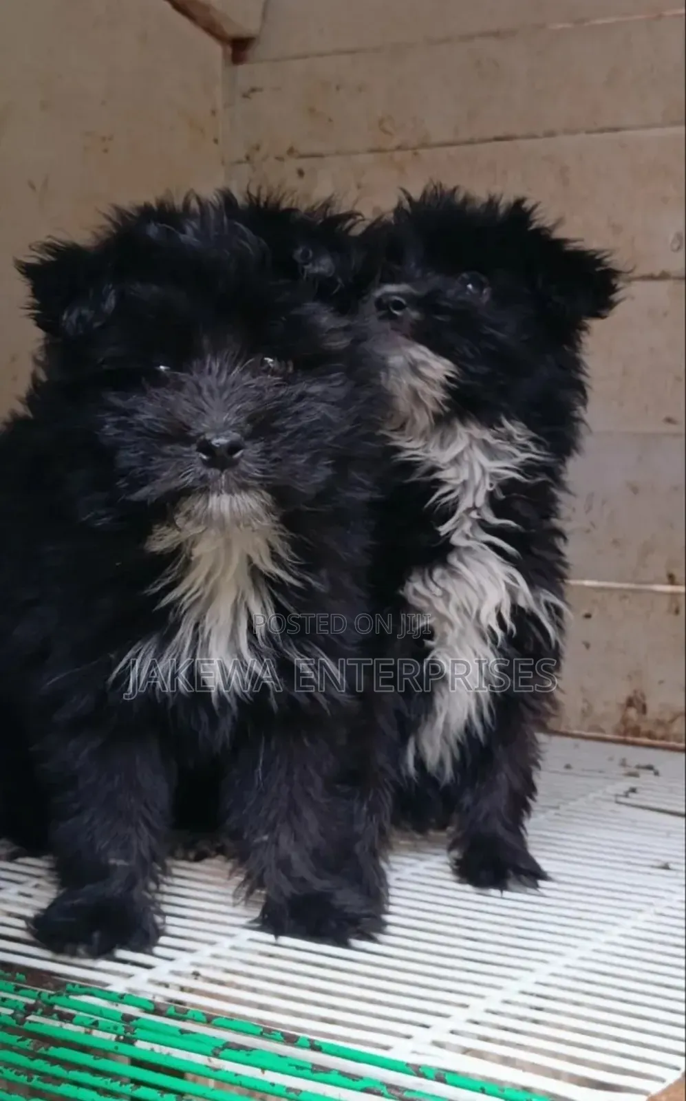1-3 months Female Purebred Havanese