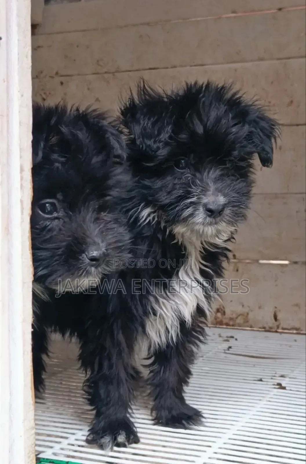1-3 months Male Purebred Havanese