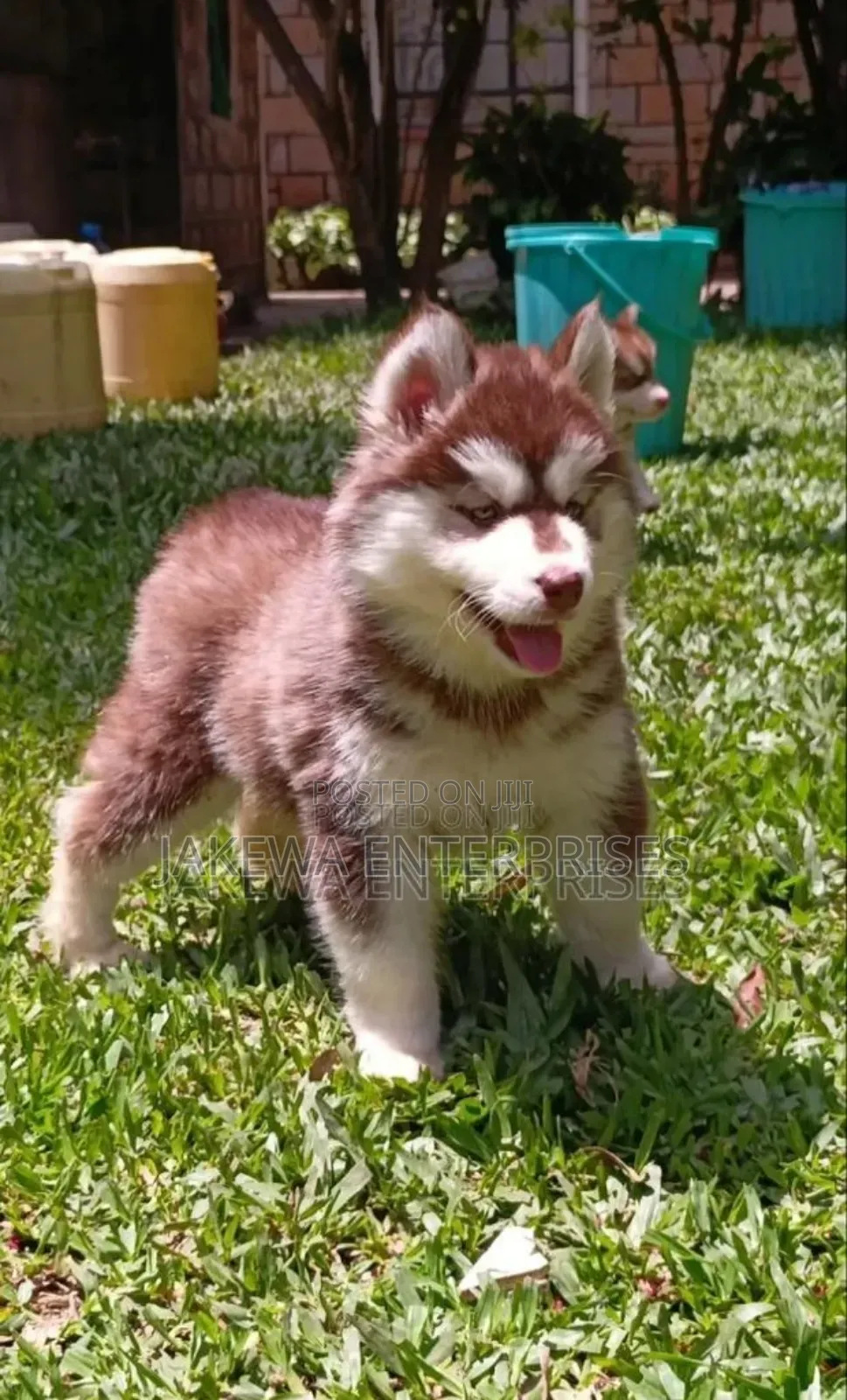 1-3 months Male Purebred Siberian Husky