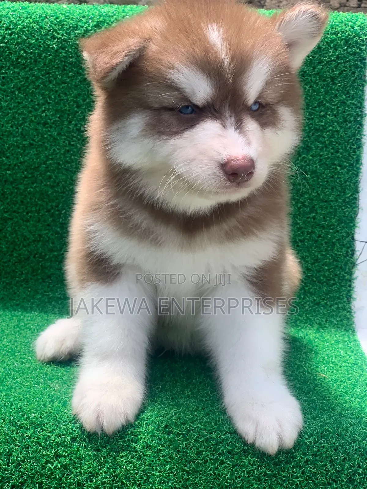 1-3 months Male Purebred Siberian Husky