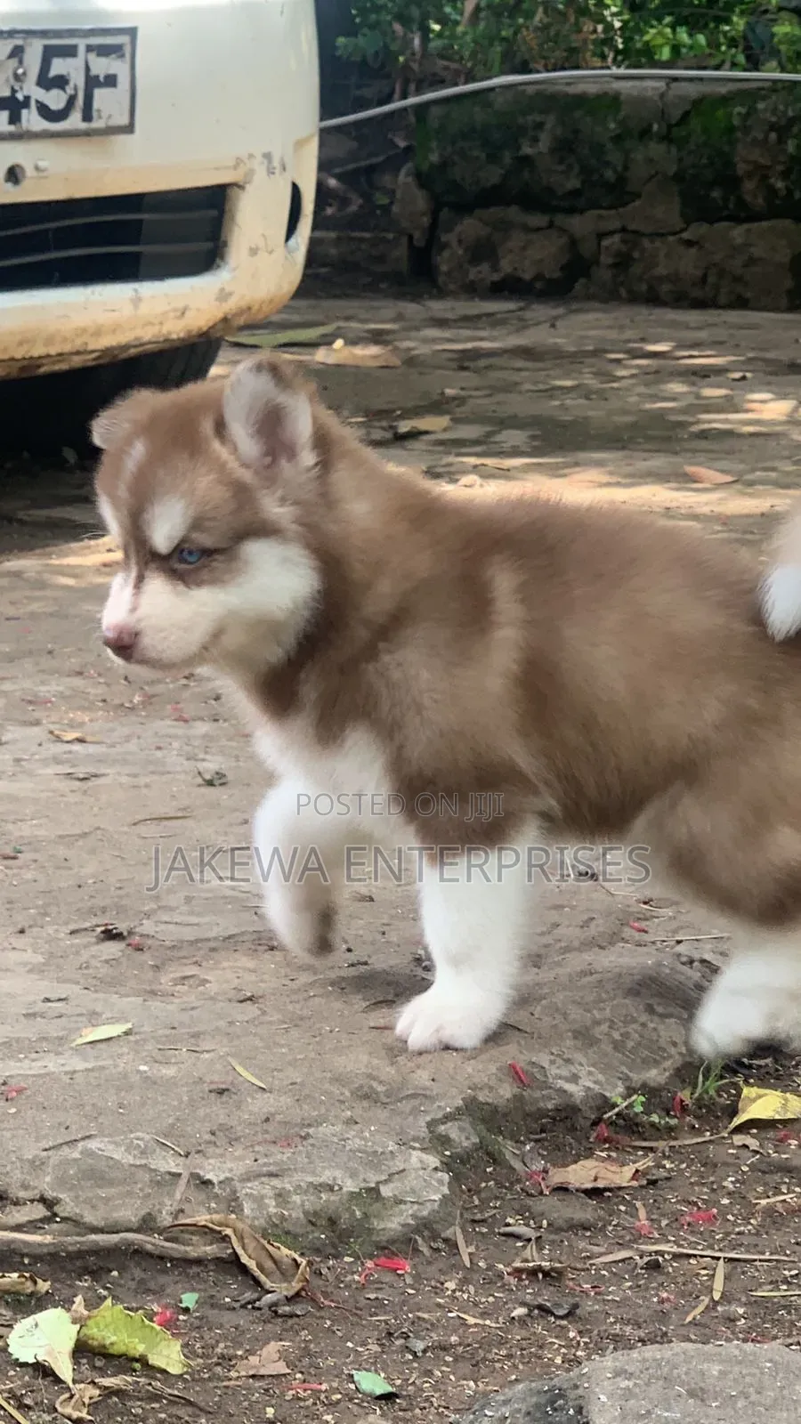 1-3 months Male Purebred Siberian Husky