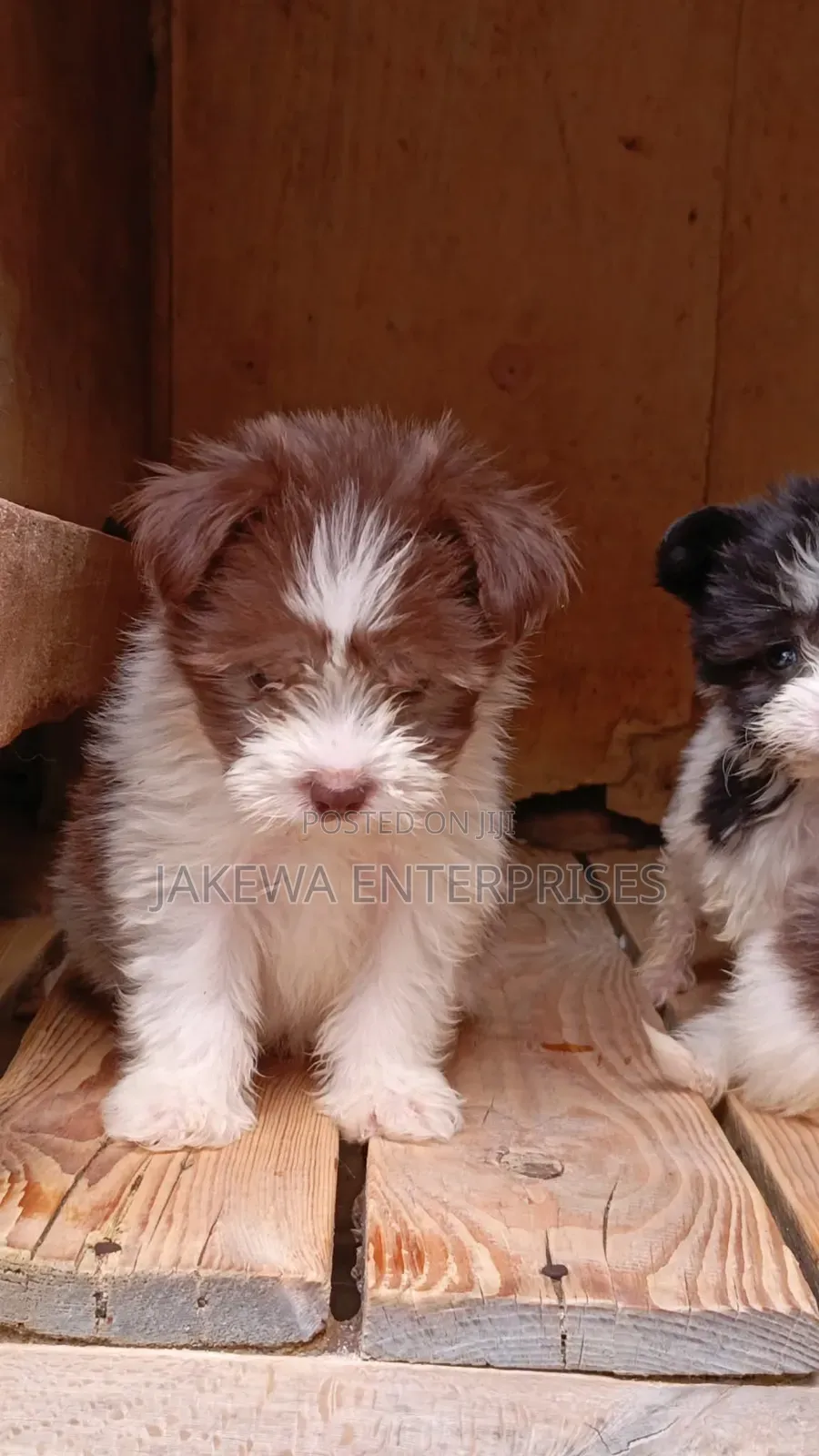 1-3 months Male Purebred Havanese