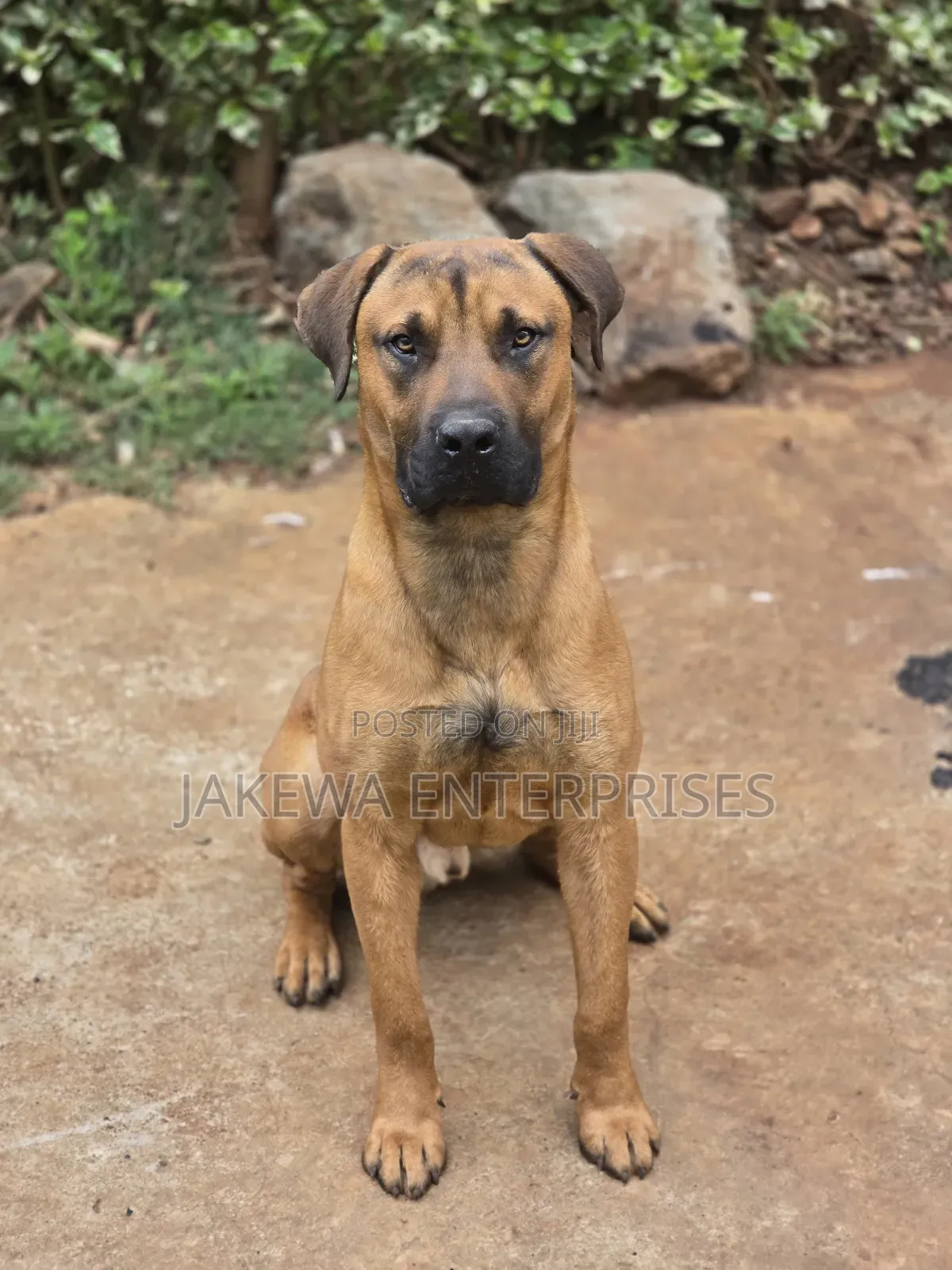 1+ year Male Purebred Boerboel