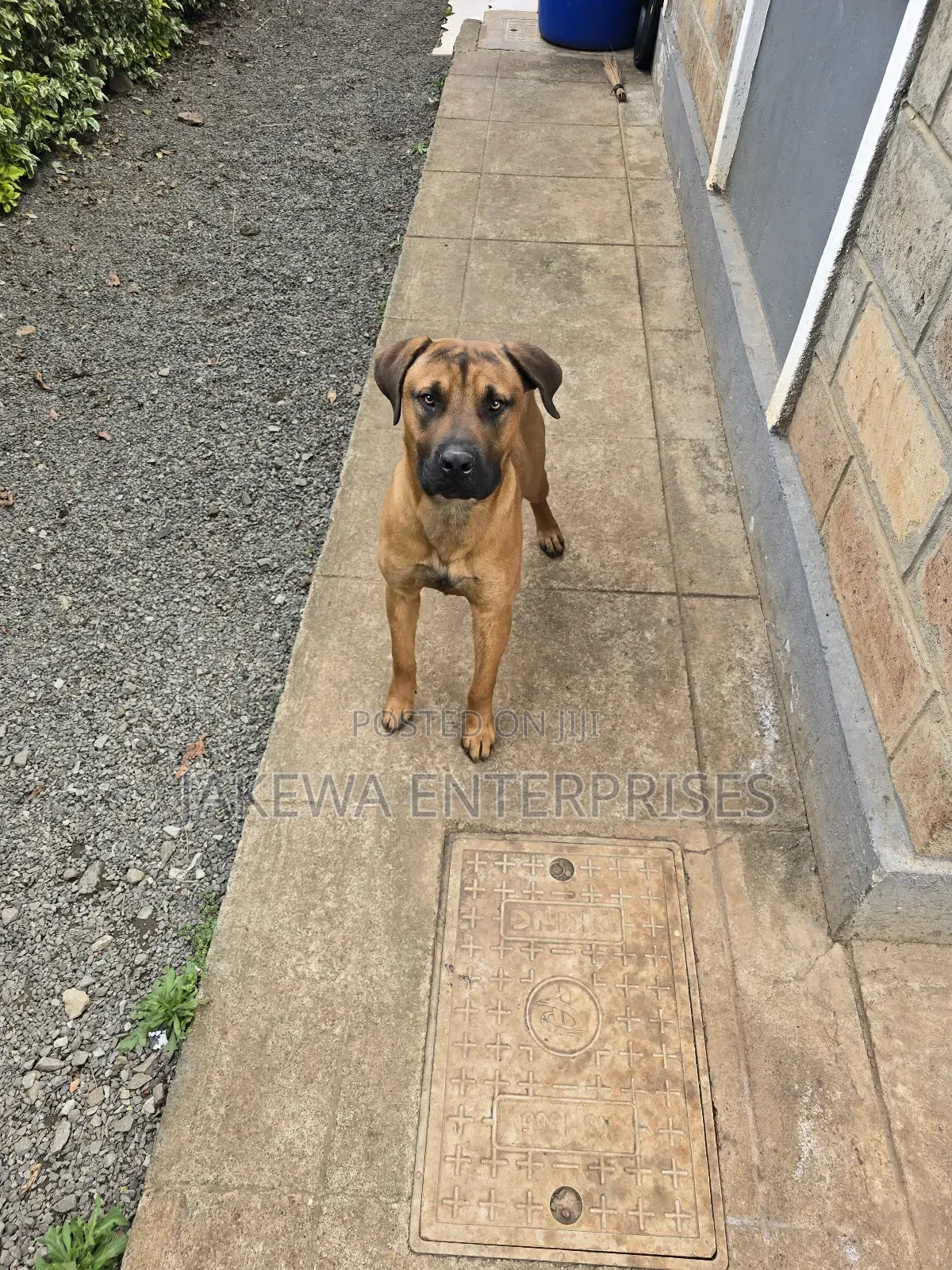 1+ year Male Purebred Boerboel