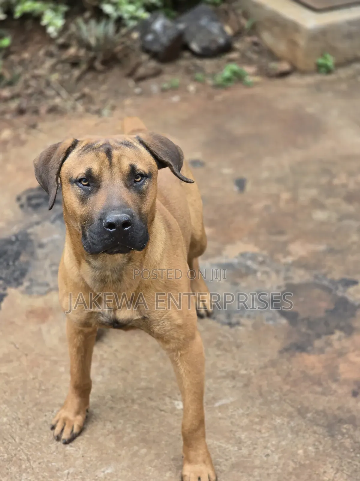 1+ year Male Purebred Boerboel