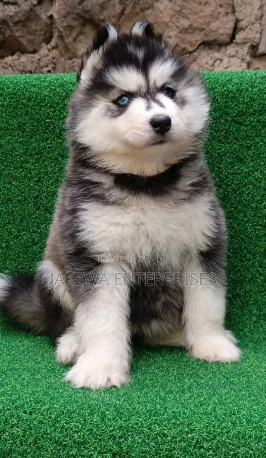 1-3 months Male Purebred Siberian Husky