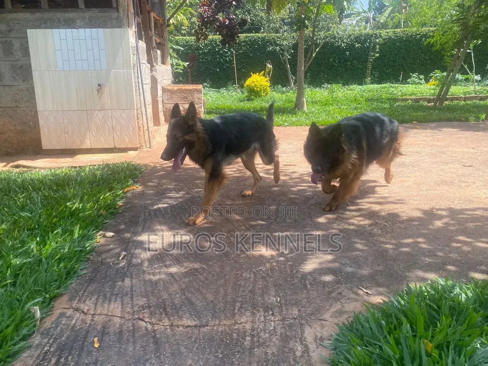 1-3 months Male Purebred German Shepherd