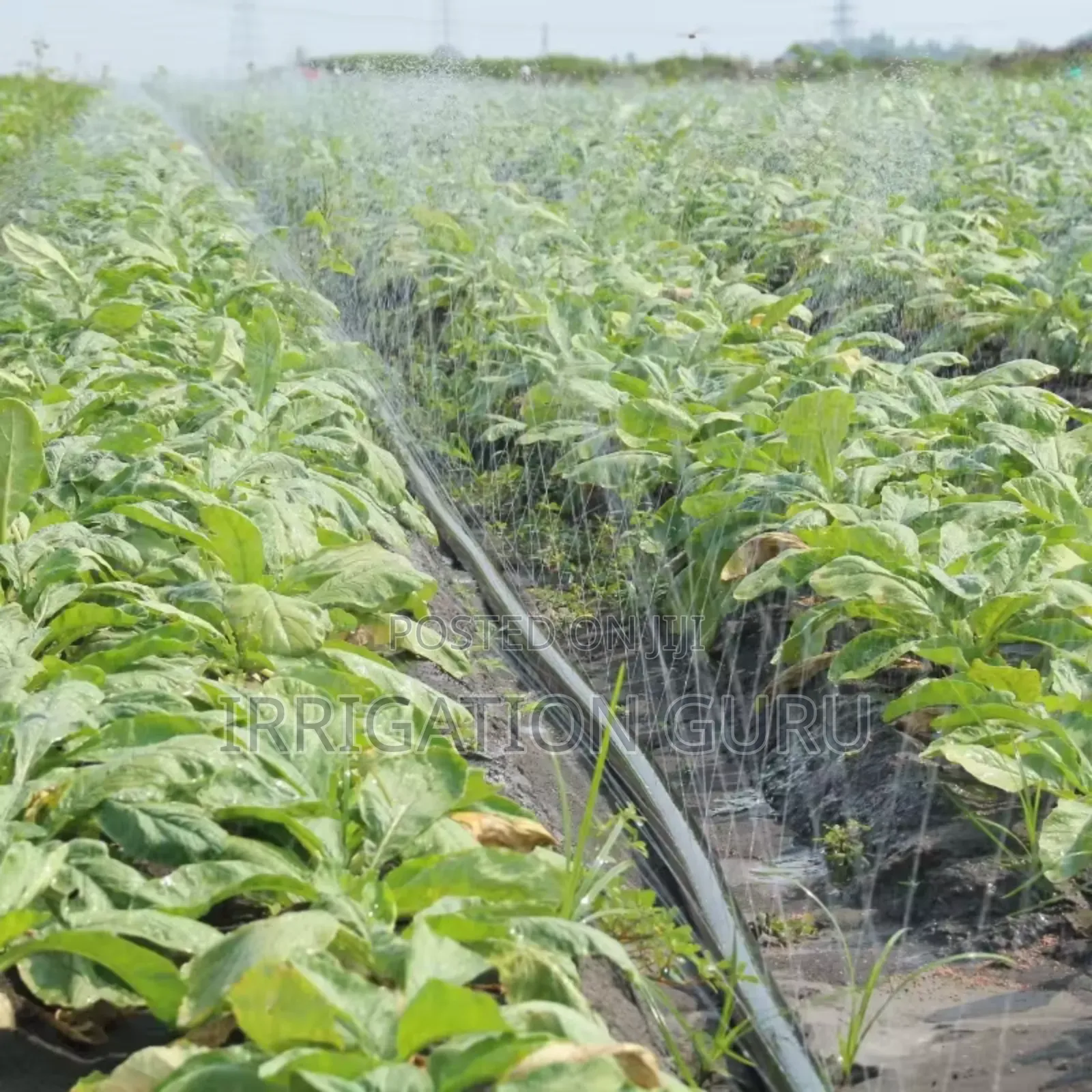 Crop Cool Spray 50mm