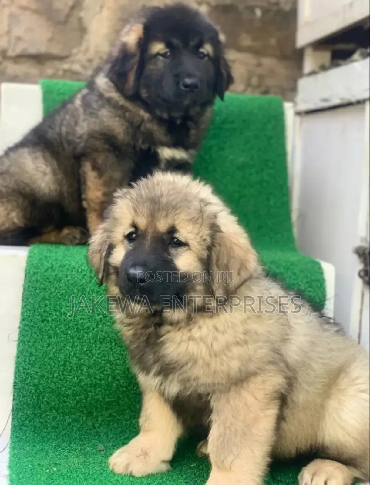 1-3 months Female Purebred Caucasian Shepherd