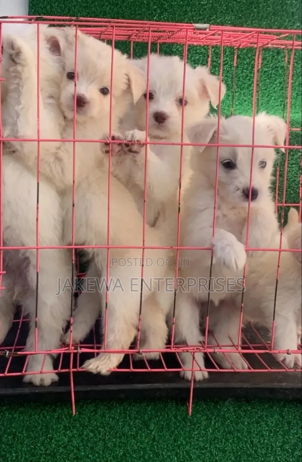 1-3 months Female Purebred Havanese