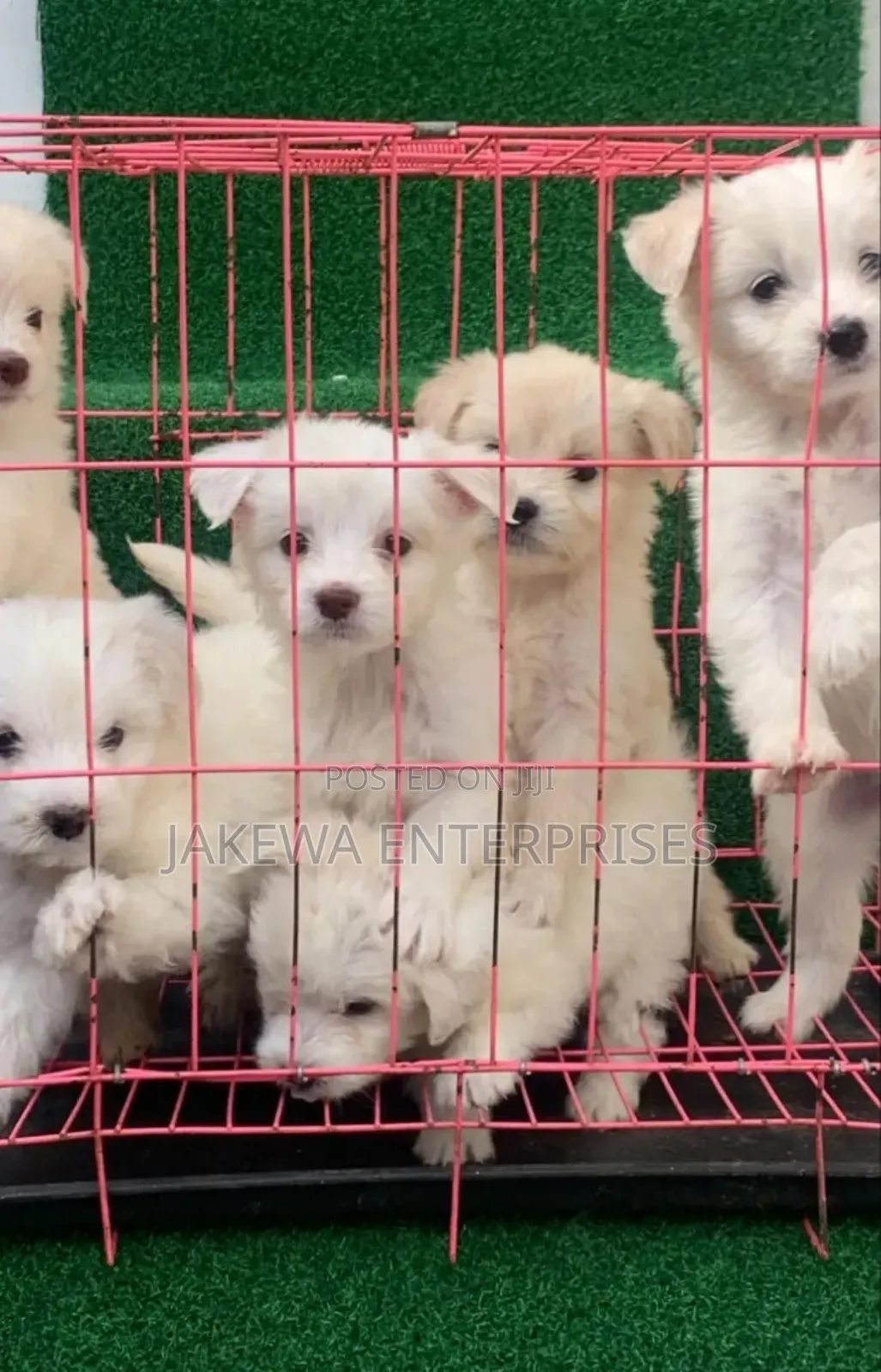 1-3 months Male Purebred Havanese