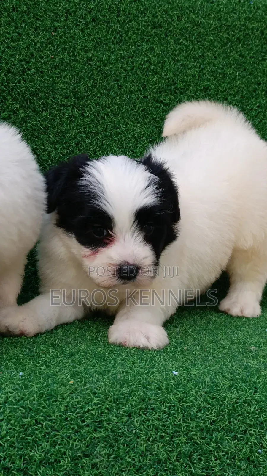1-3 months Male Purebred Havanese