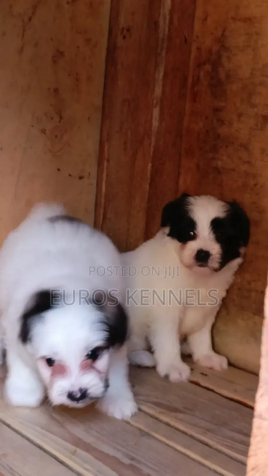 1-3 months Male Purebred Havanese