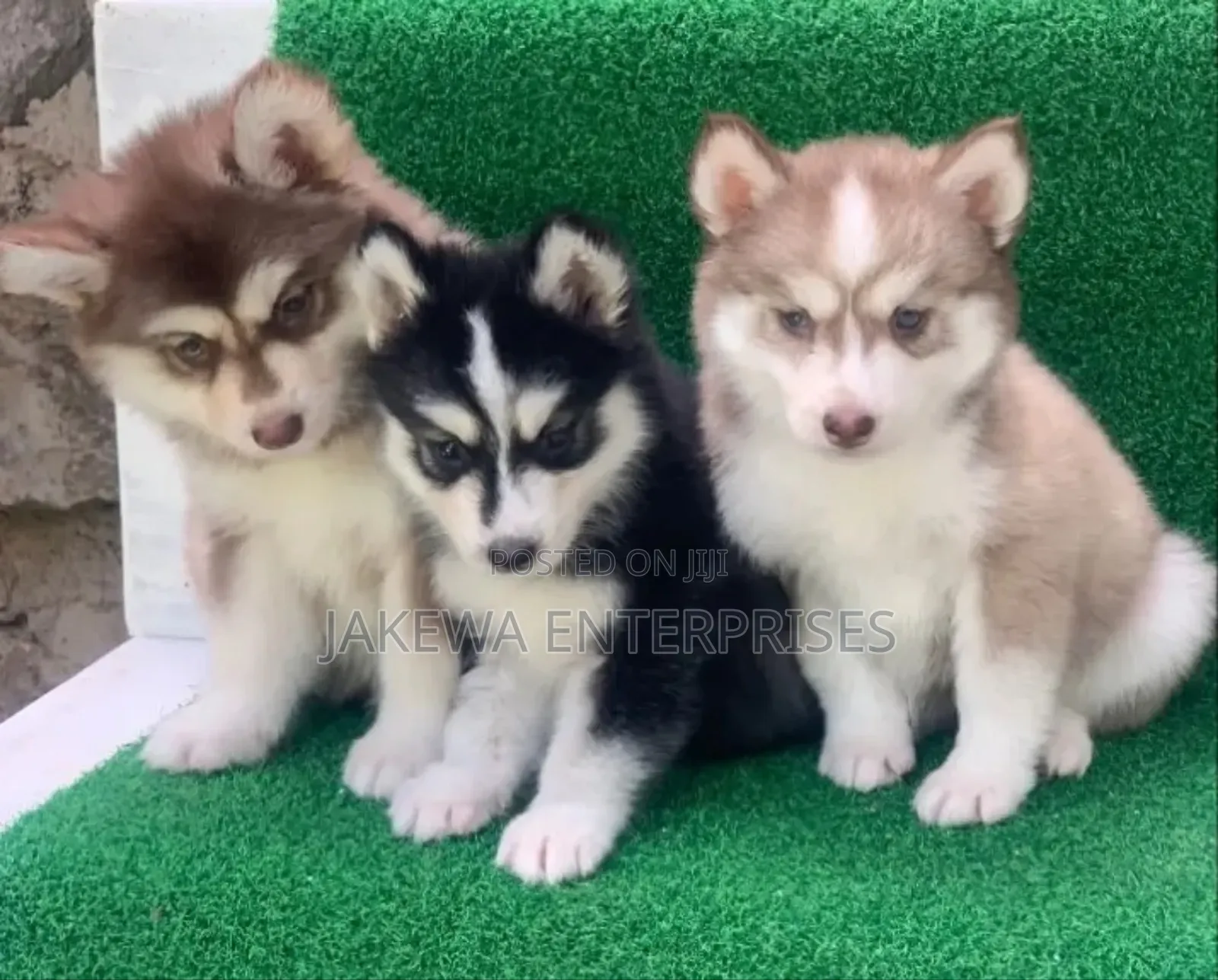 1-3 months Male Purebred Siberian Husky