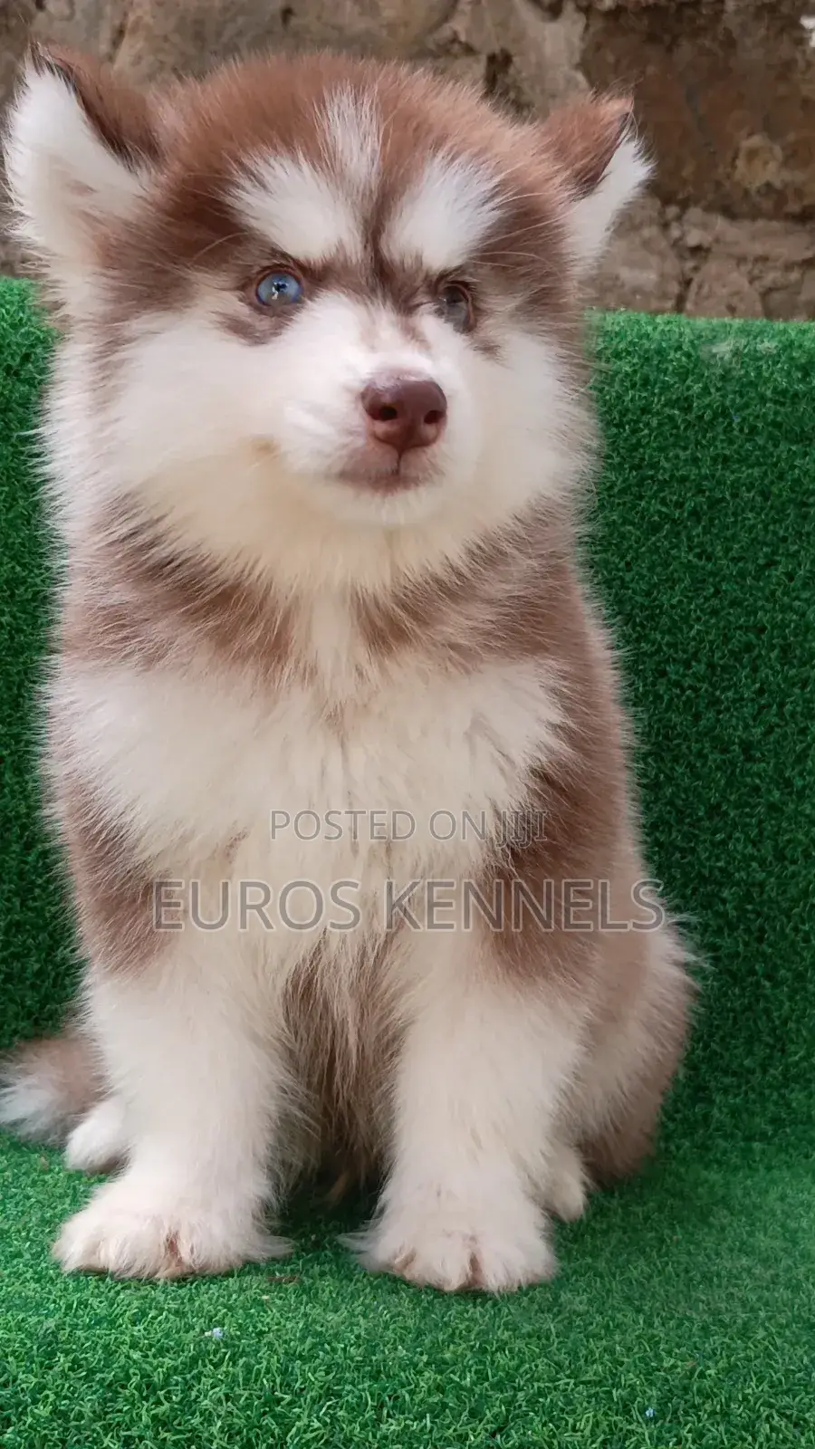 1-3 months Male Purebred Siberian Husky
