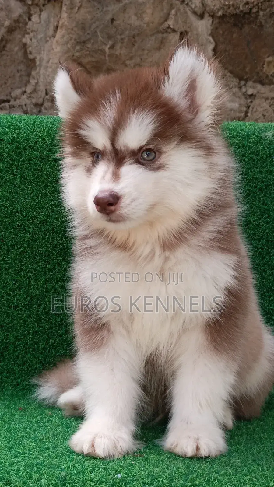 1-3 months Male Purebred Siberian Husky