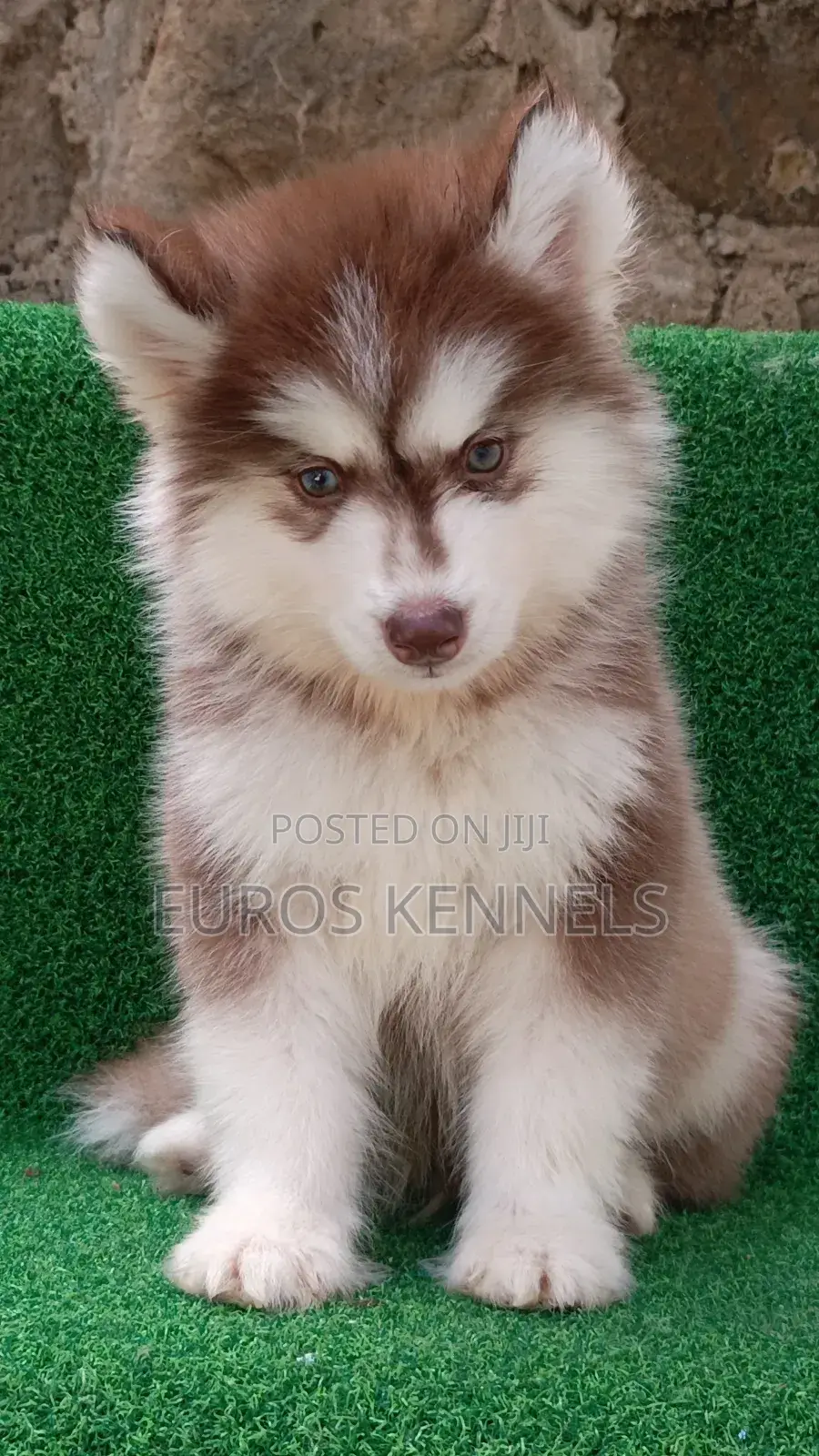 1-3 months Male Purebred Siberian Husky