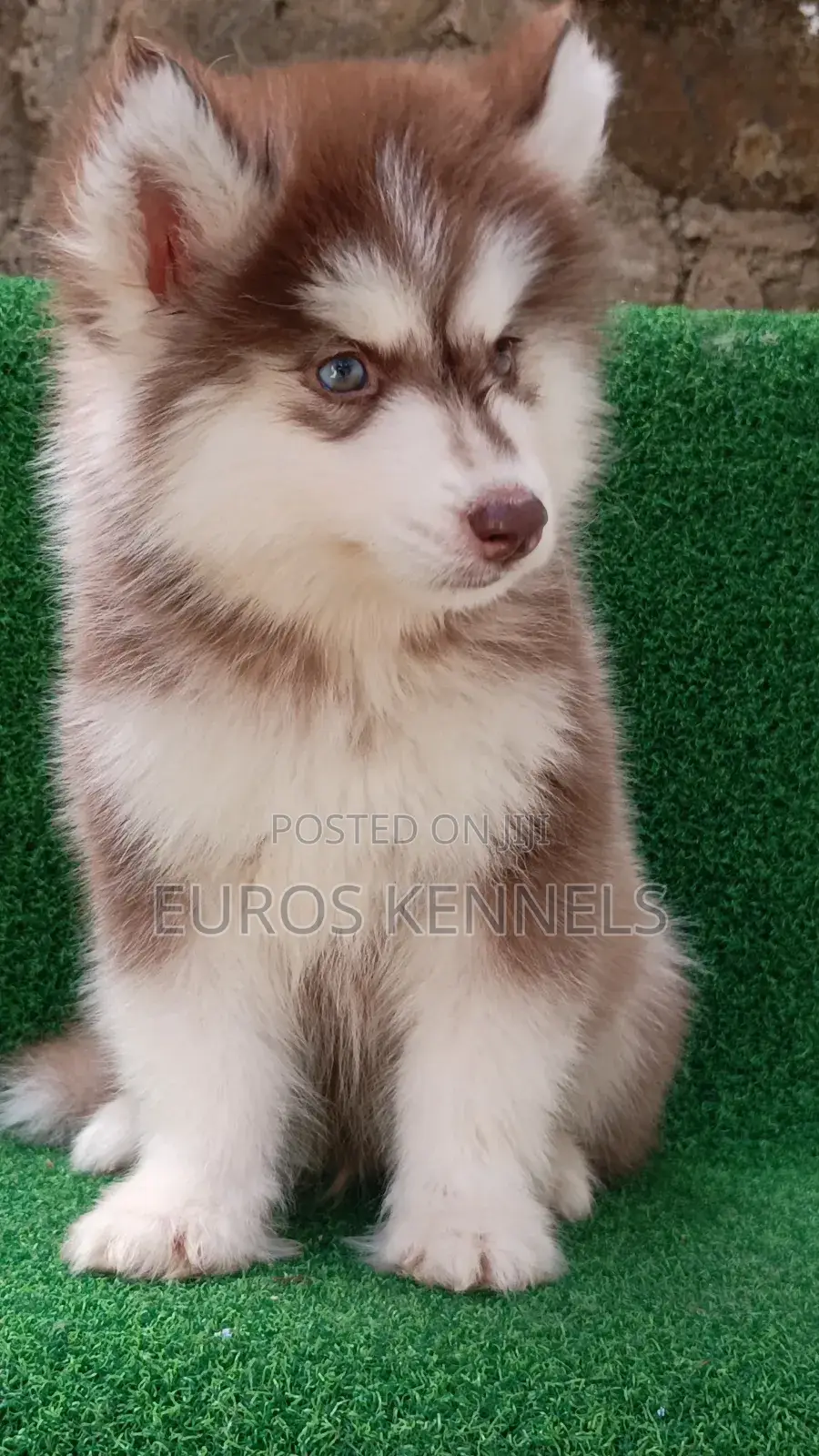 1-3 months Male Purebred Siberian Husky