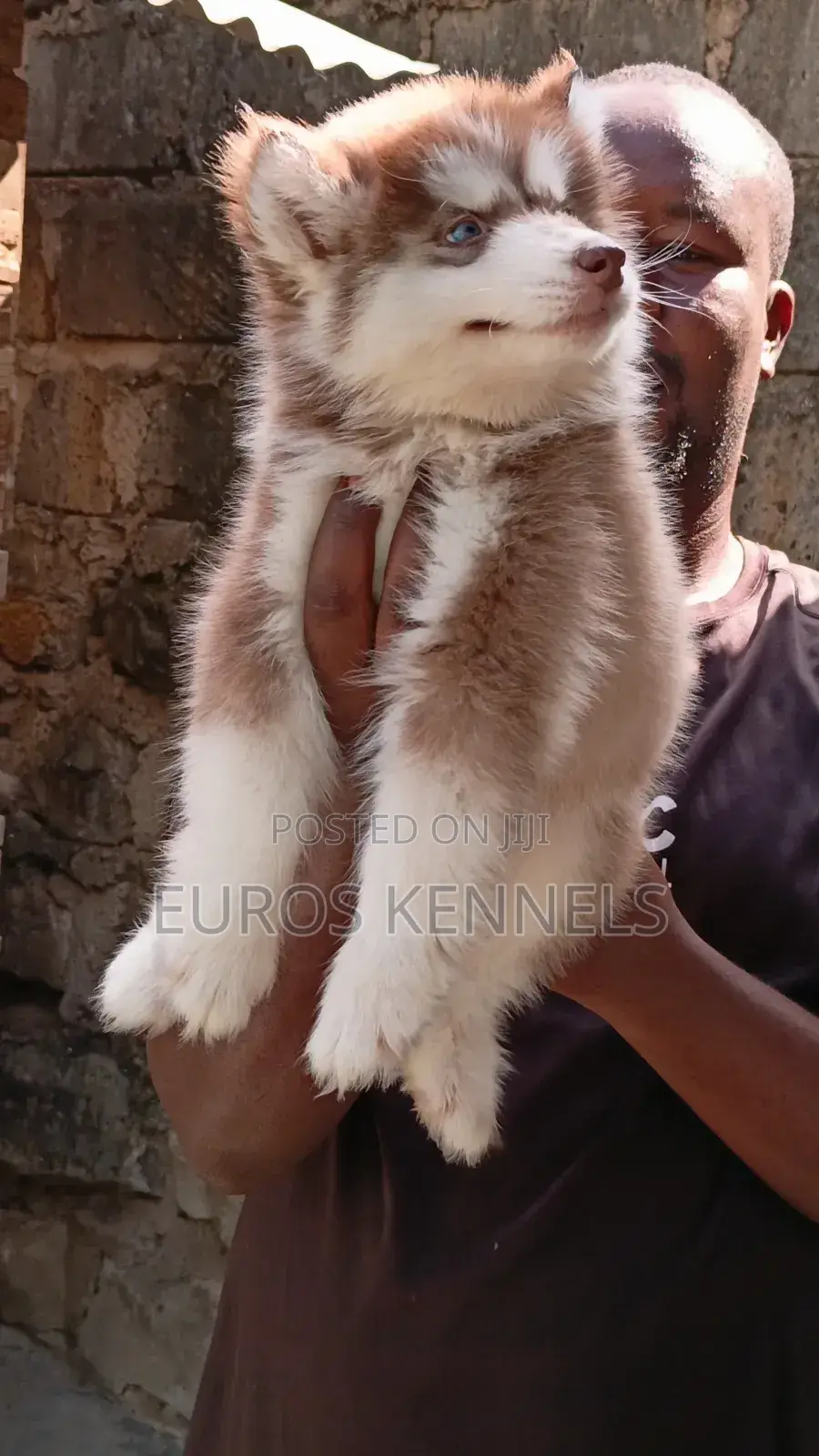 1-3 months Male Purebred Siberian Husky