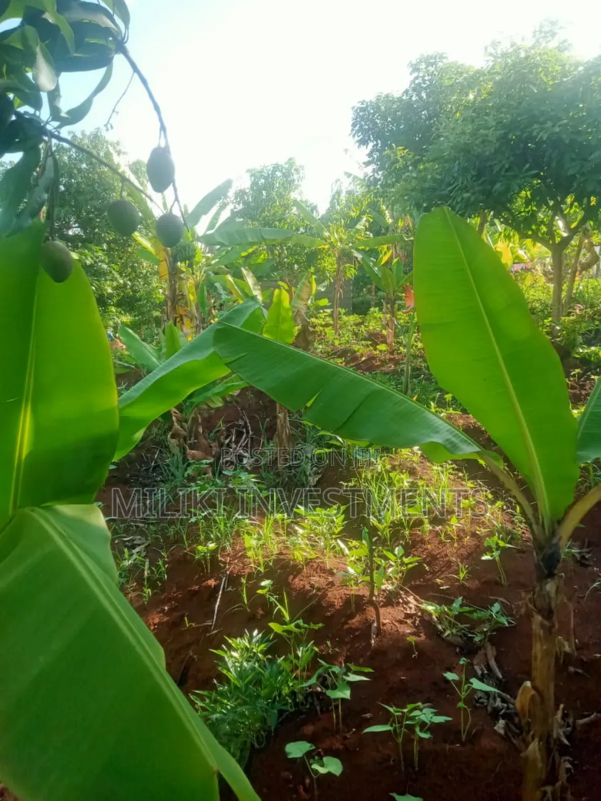 50 by 100 Plots at Kenol Sabasaba Area