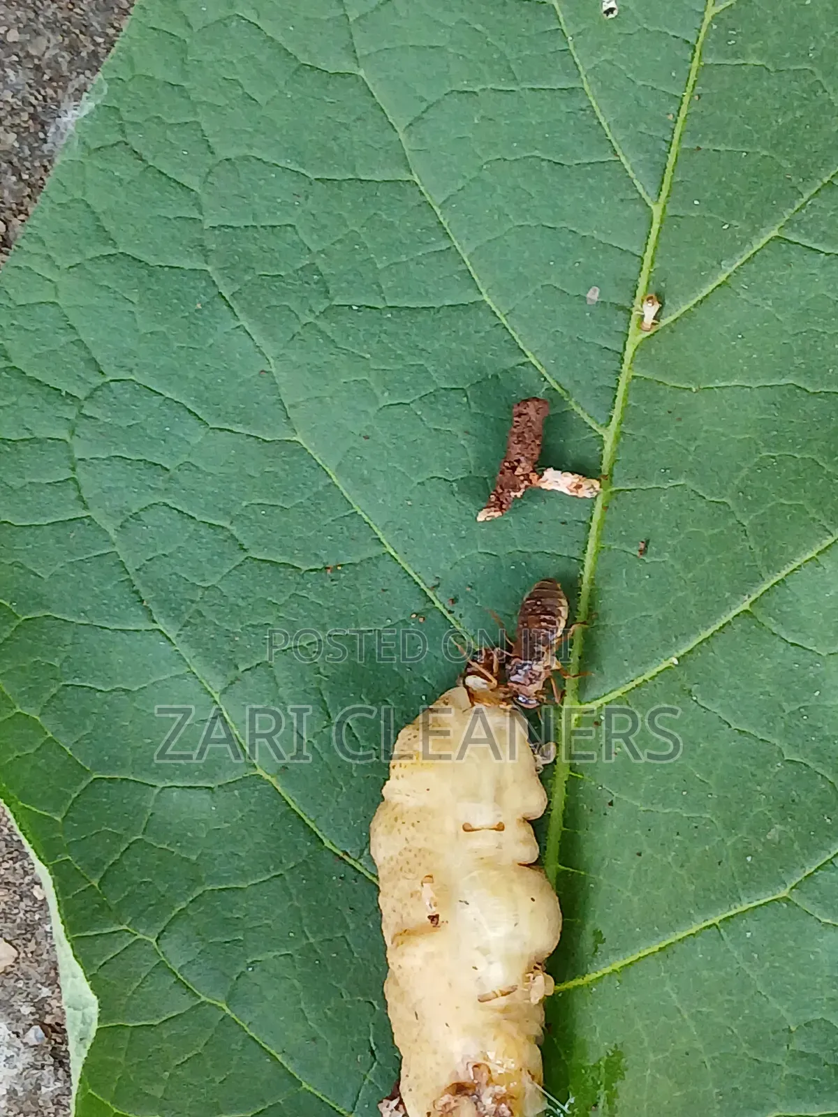 Termites Pest Control Experts