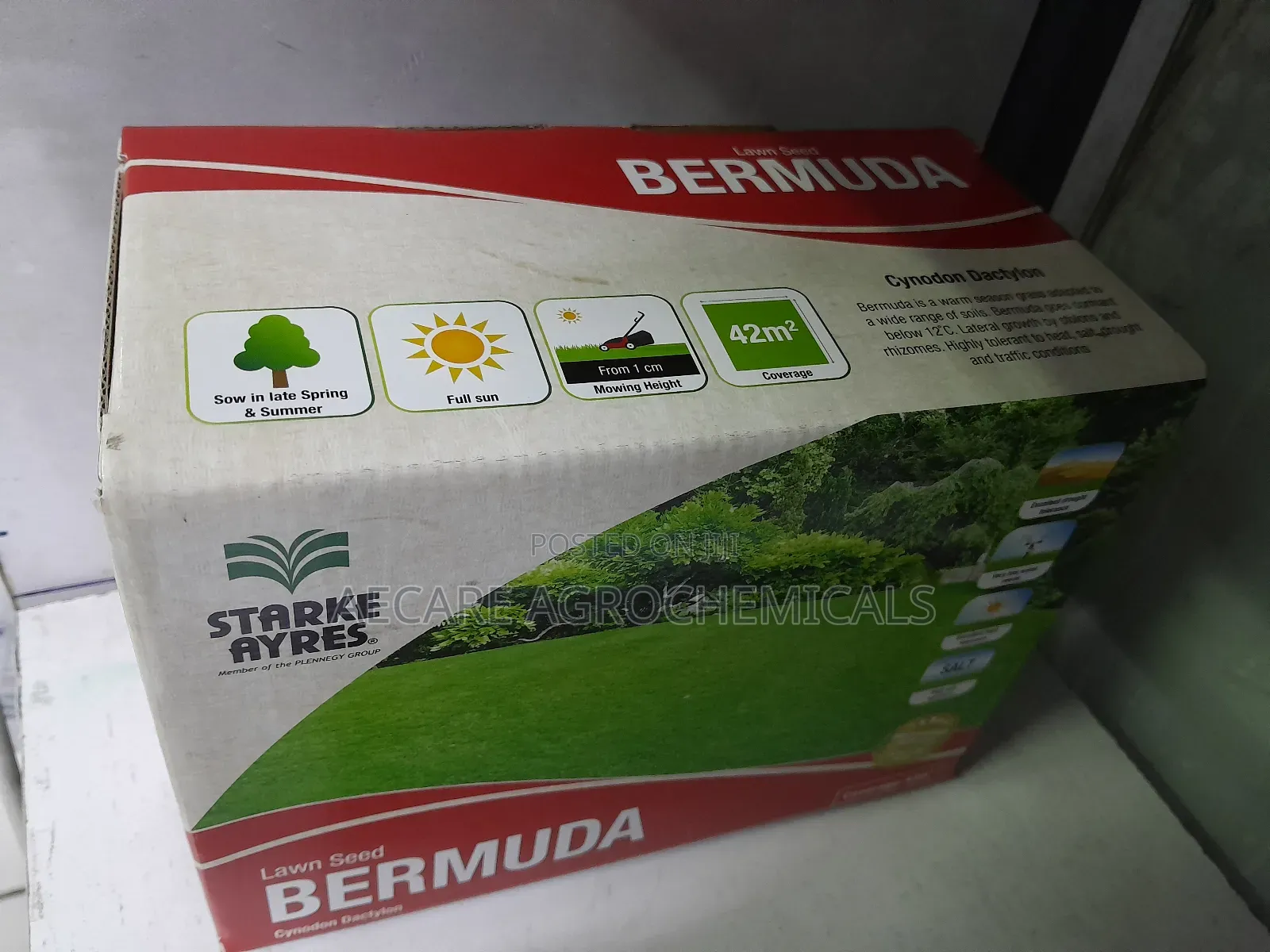 Bermuda Lawn Grass Seeds ( Cynodon Dactylon)