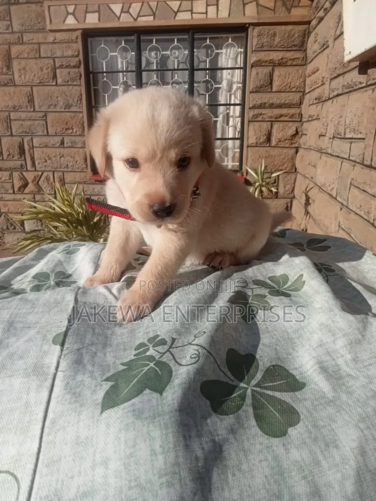 1-3 months Male Purebred Labrador Retriever