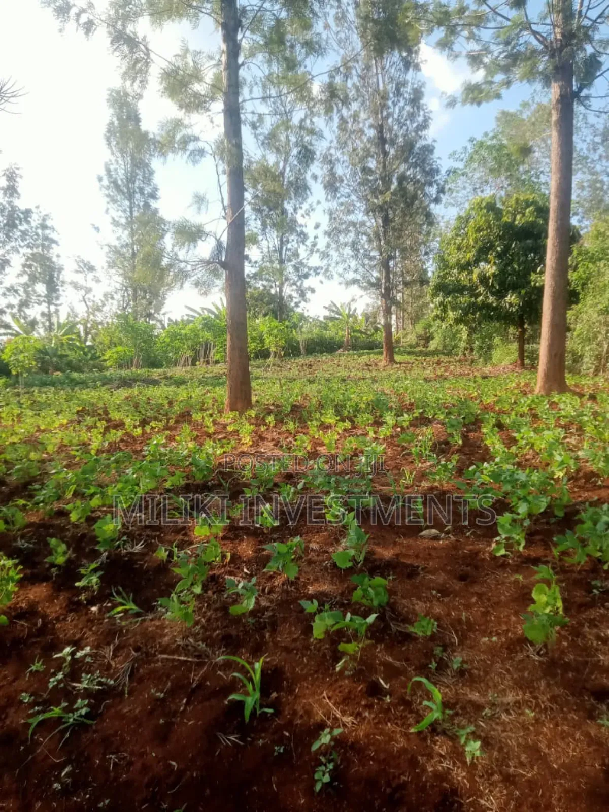 4p by 80 Plots on Sale Kabati-Kenol