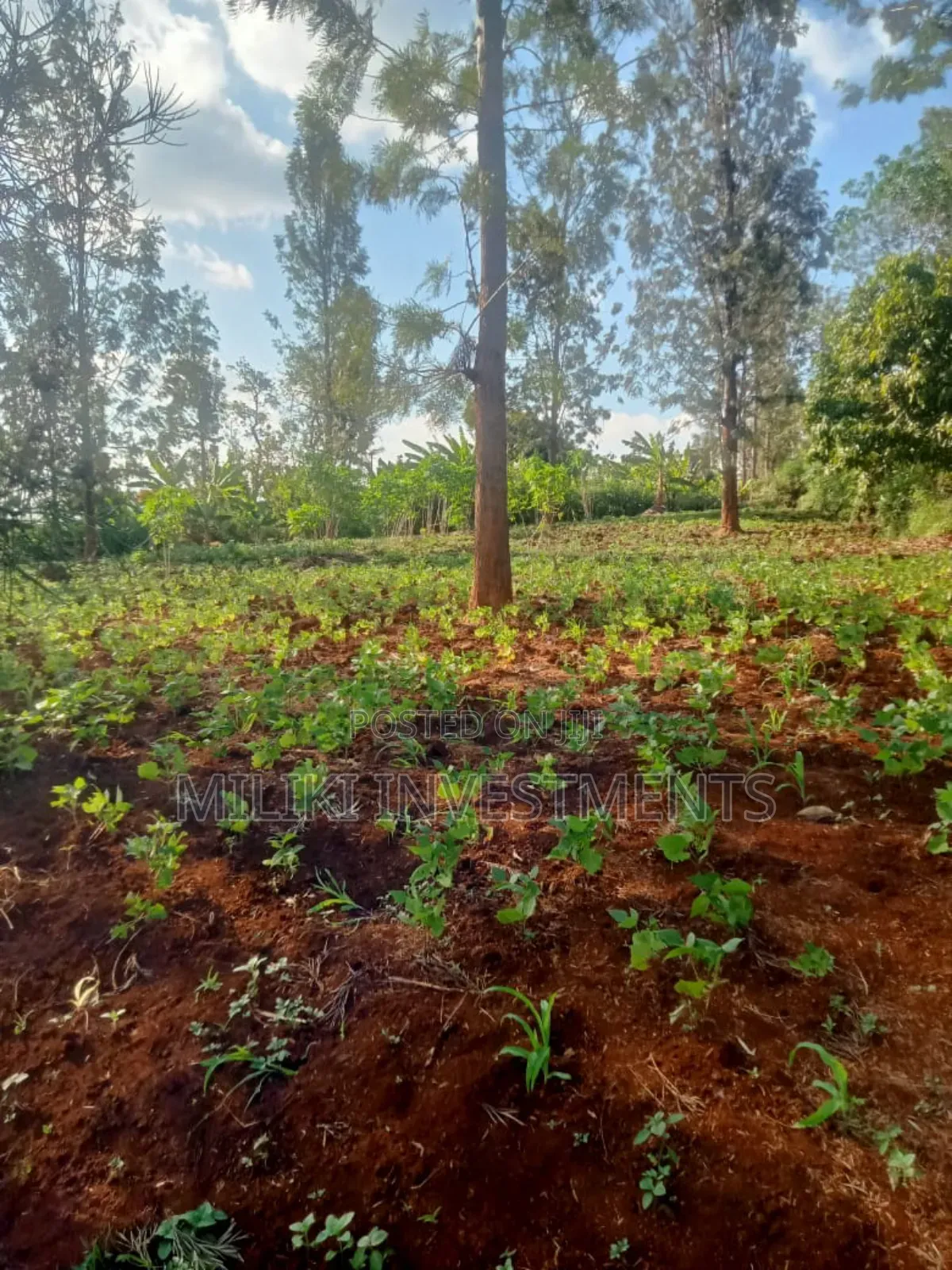 4p by 80 Plots on Sale Kabati-Kenol