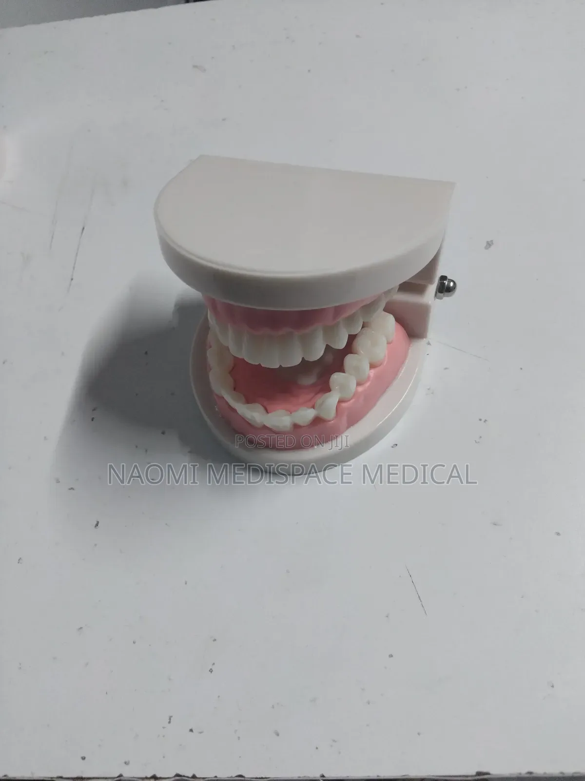 Dental Model/ Dental Manikin