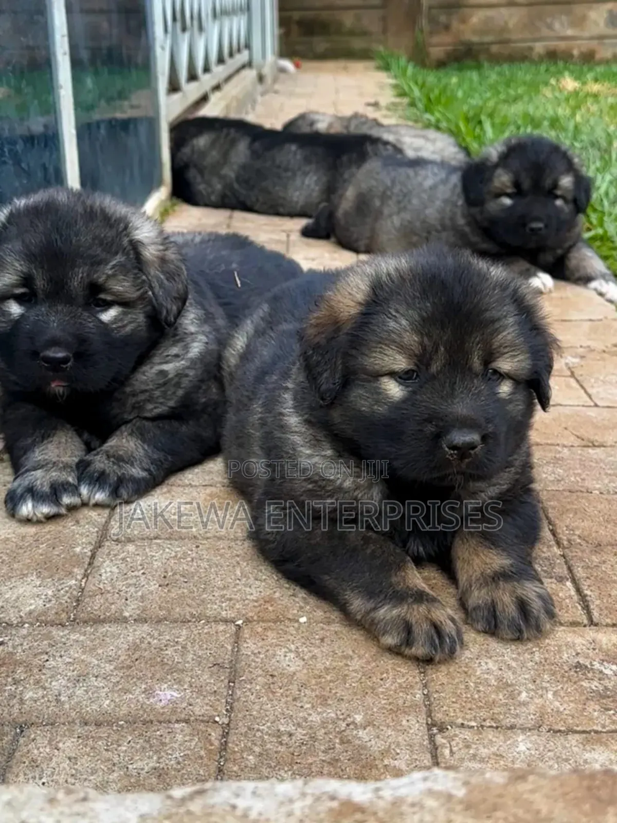 1-3 months Male Purebred Caucasian Shepherd