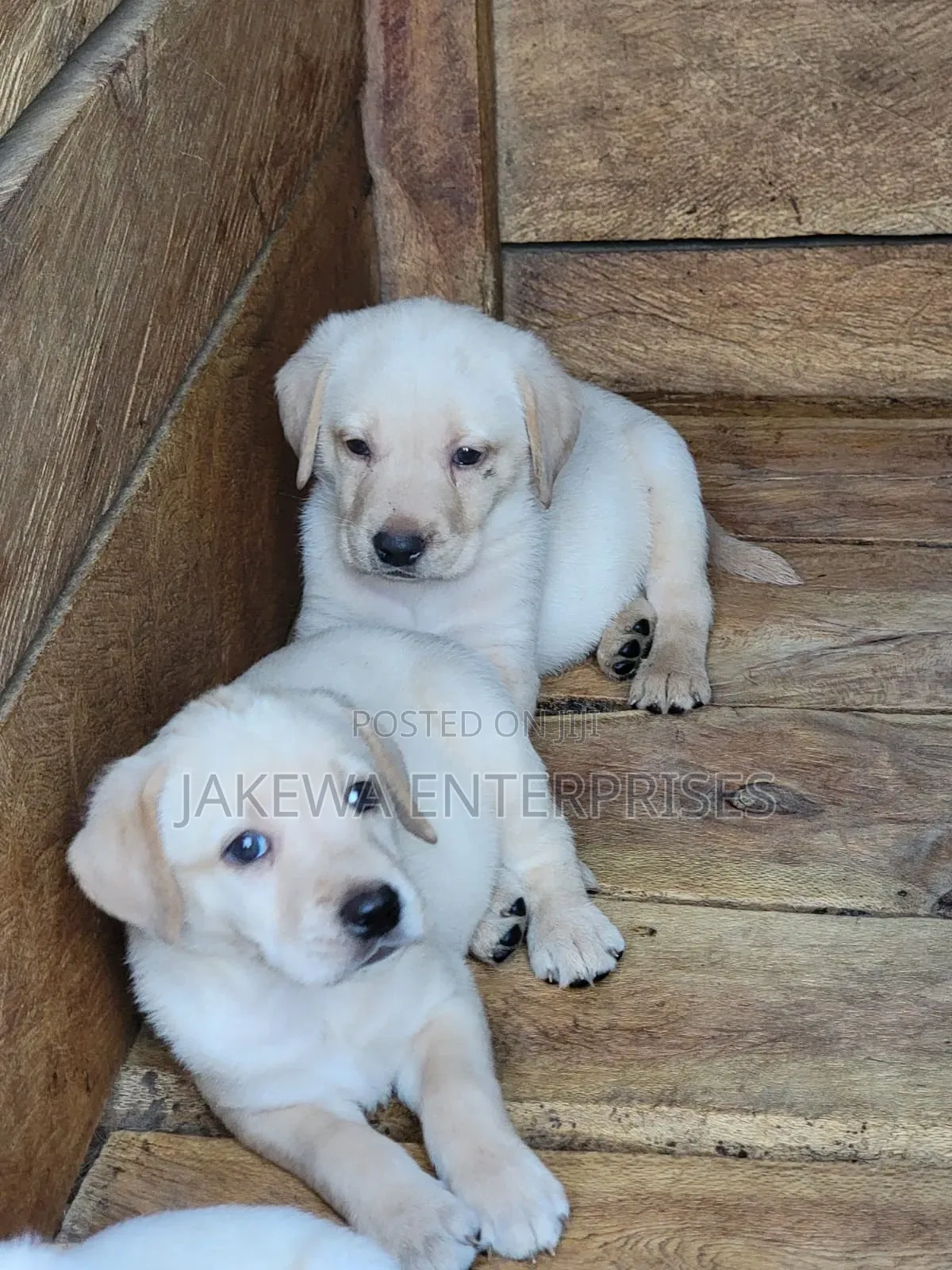 1-3 months Male Purebred Labrador Retriever
