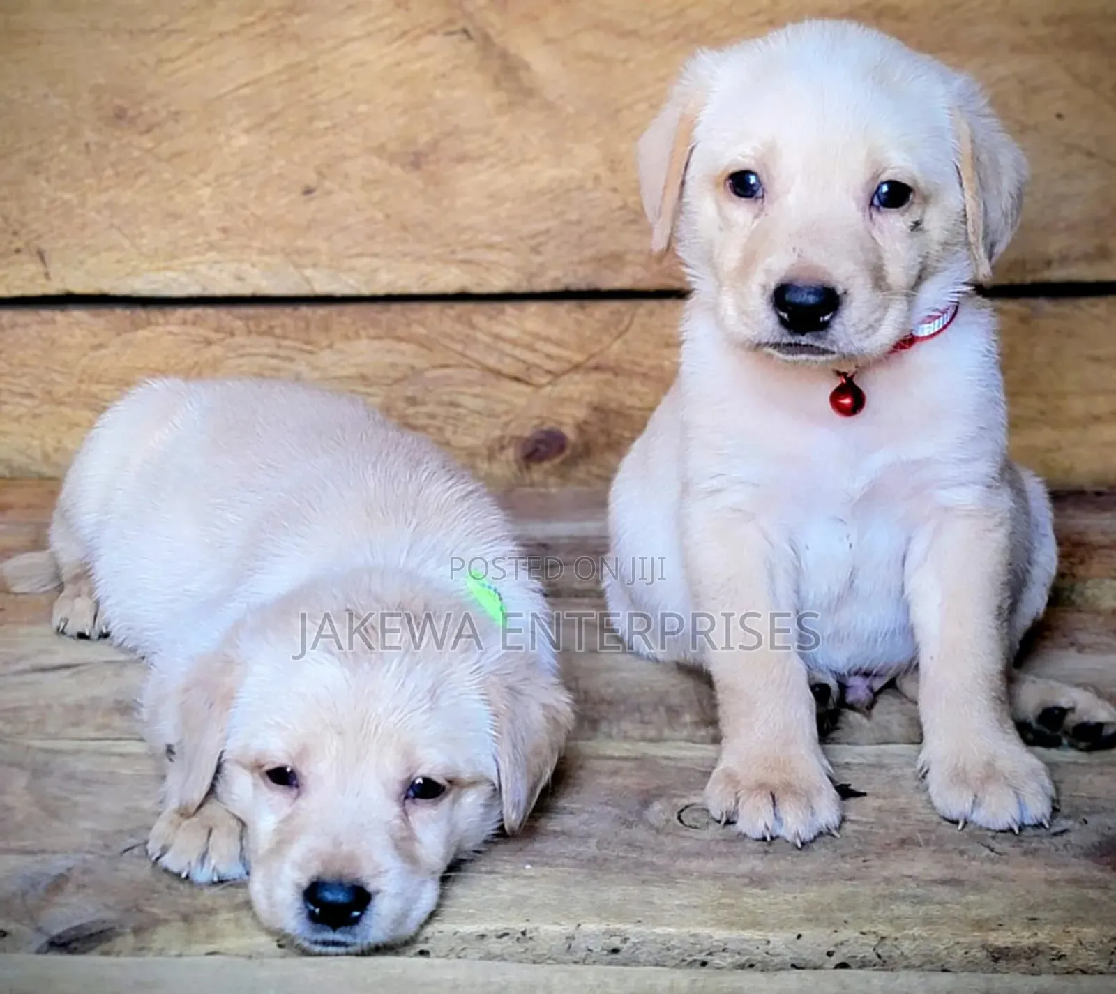 1-3 months Male Purebred Labrador Retriever