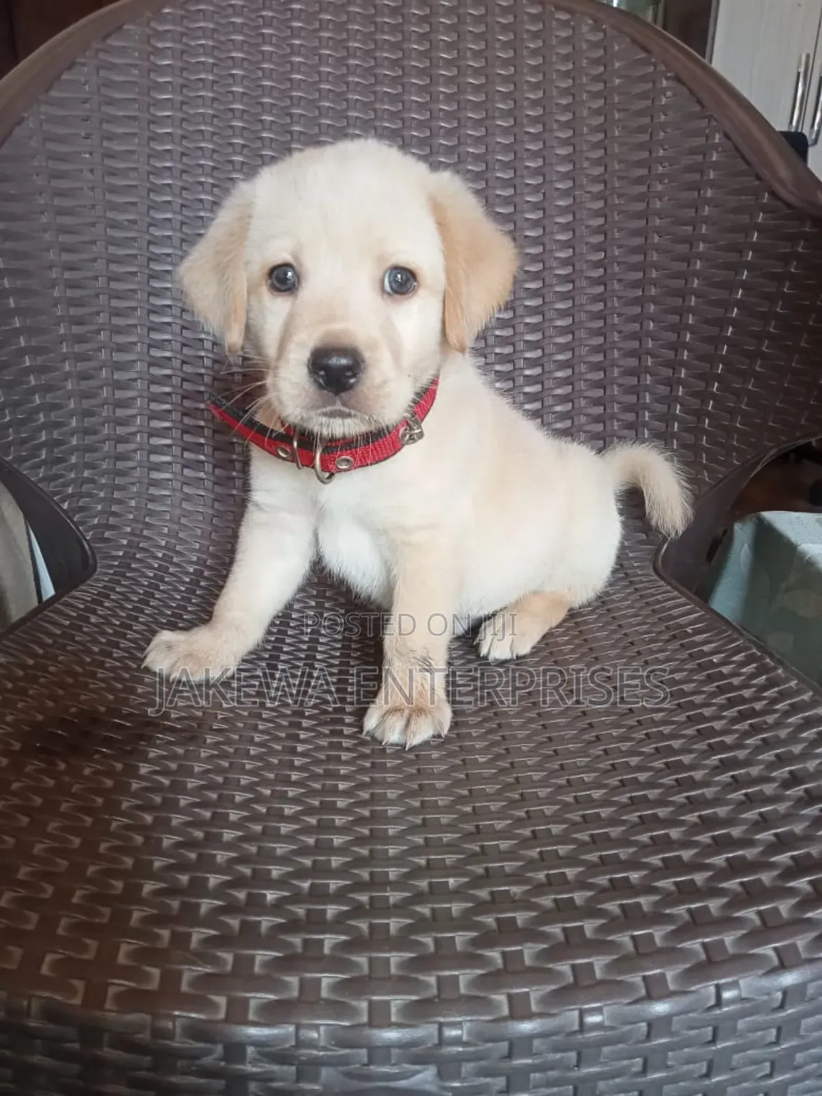 1-3 months Male Purebred Labrador Retriever