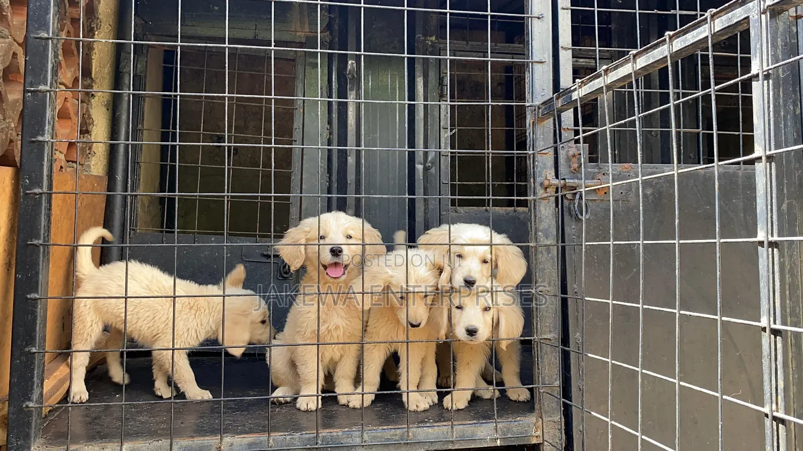 1-3 months Male Purebred Golden Retriever