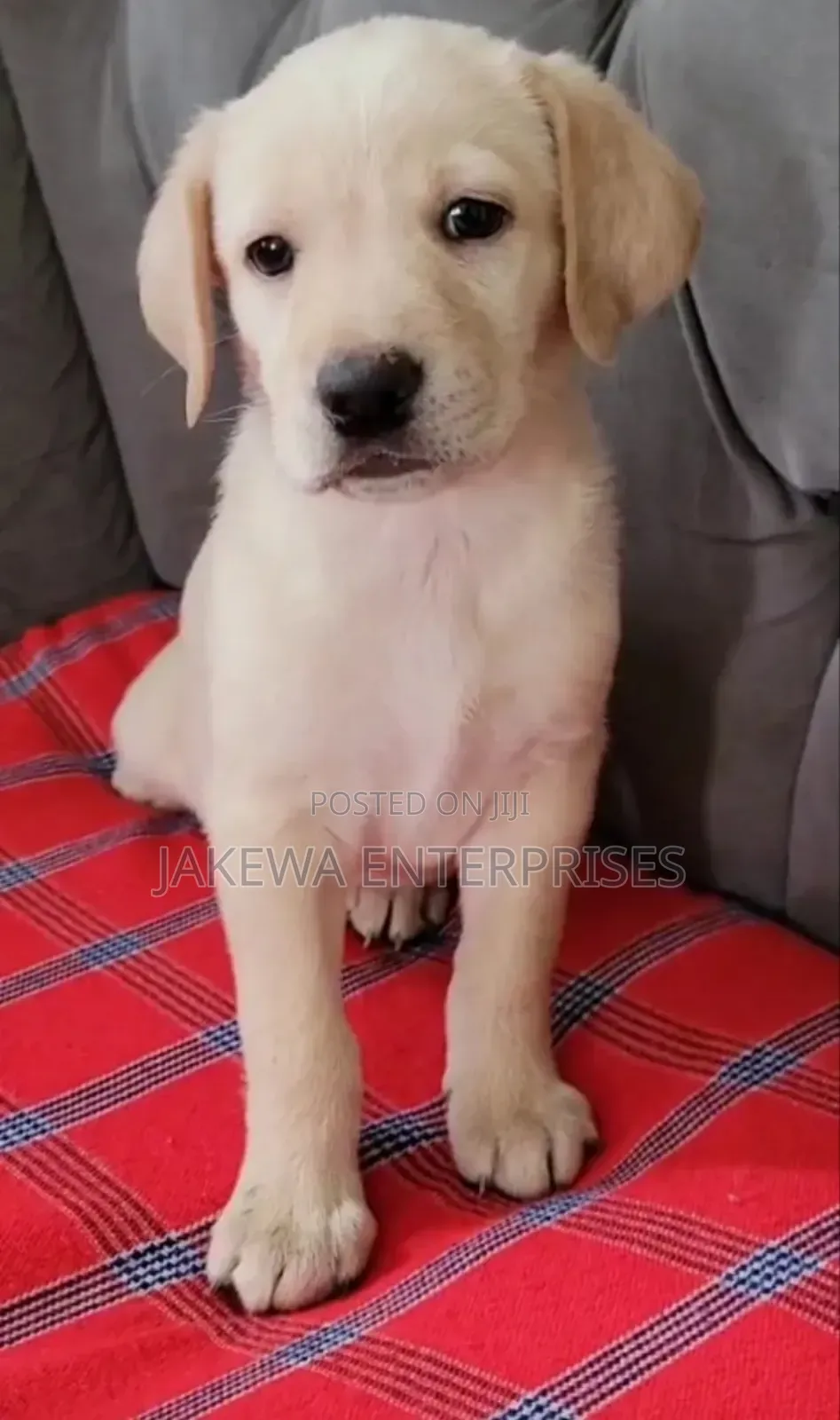 1-3 months Female Purebred Labrador Retriever