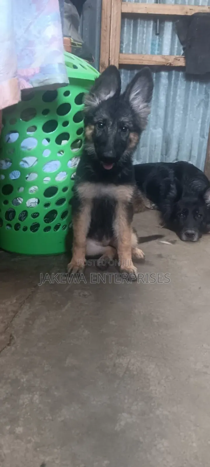 1-3 months Female Purebred German Shepherd