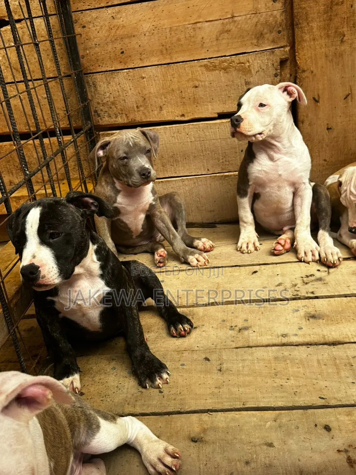 1-3 months Female Purebred American Bully