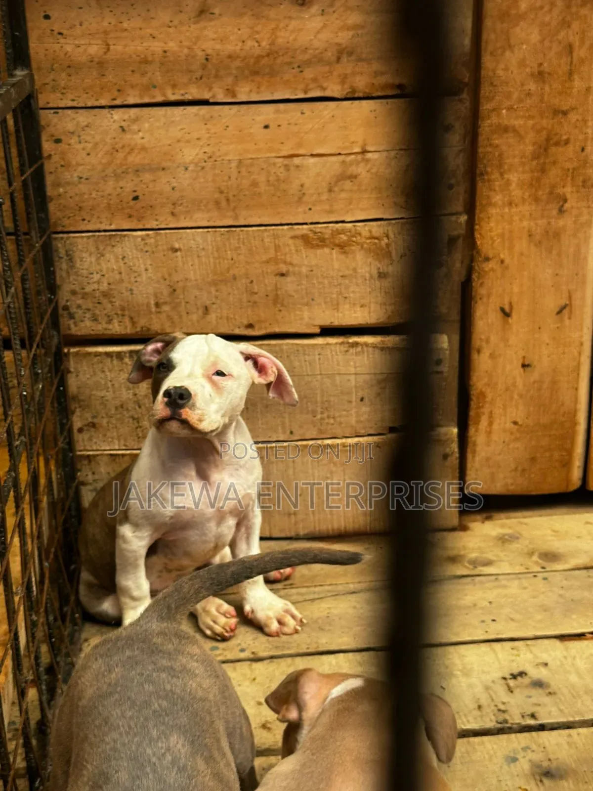 1-3 months Female Purebred American Bully